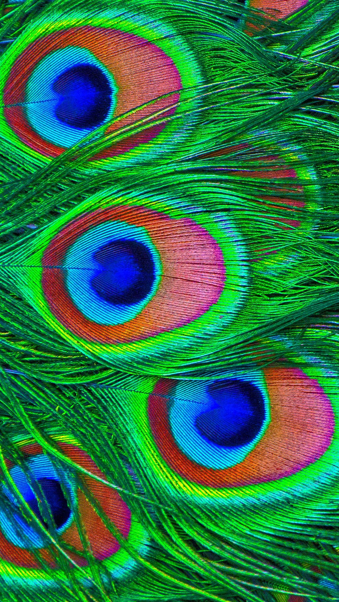 Download wallpaper 1080x1920 feathers