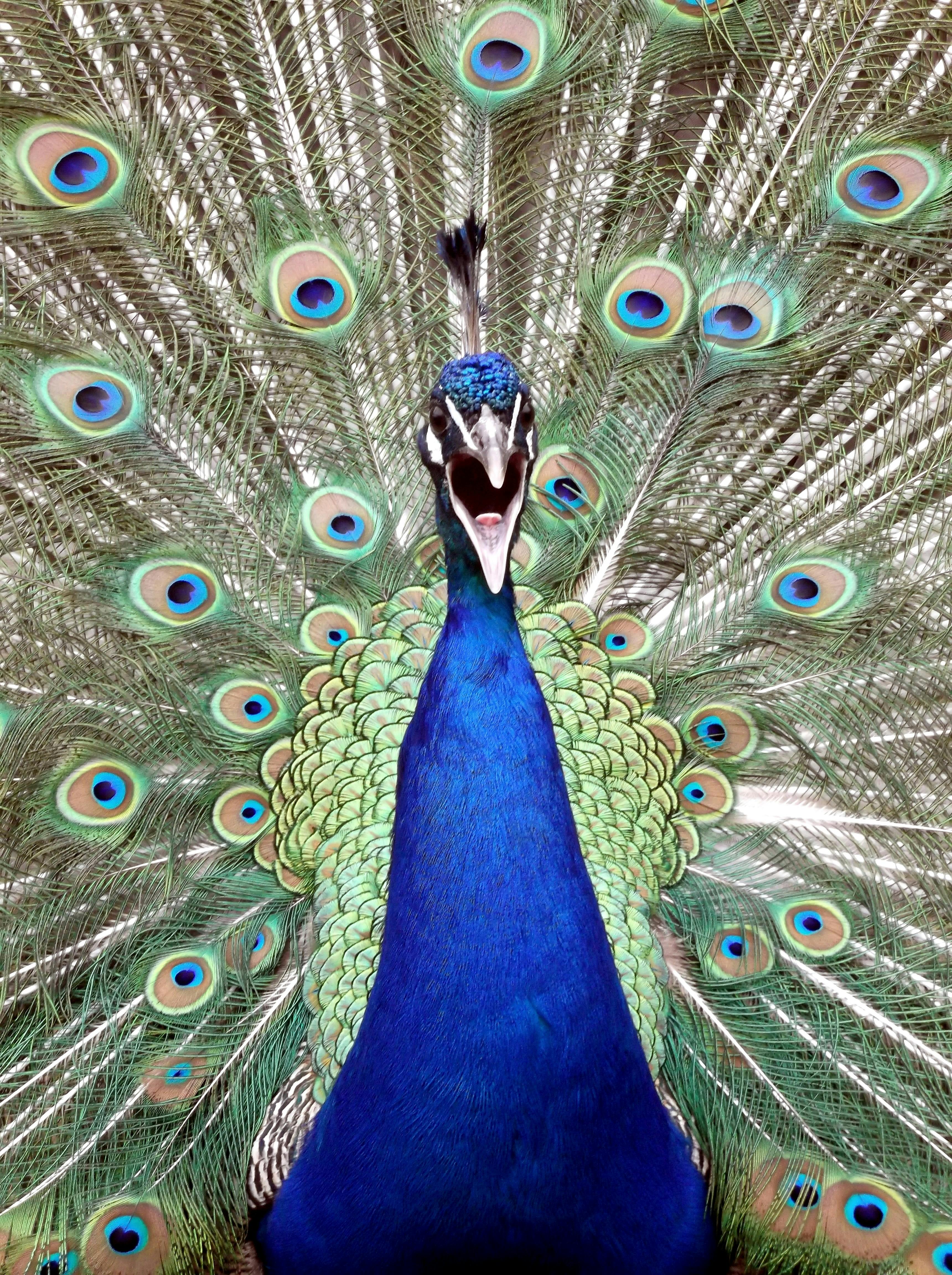 Peafowl Photo, Download The BEST Free
