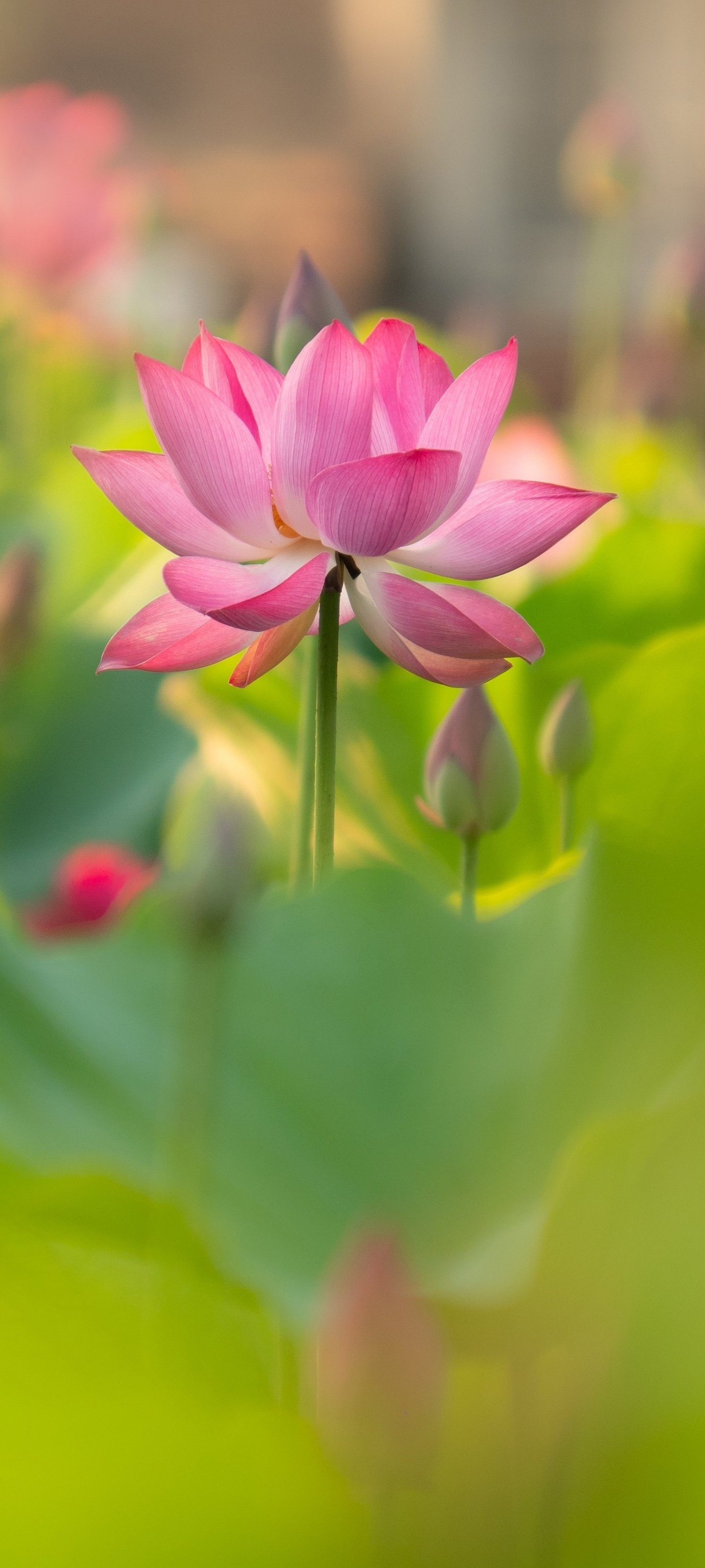 Lotus (Flower) Wallpaper (