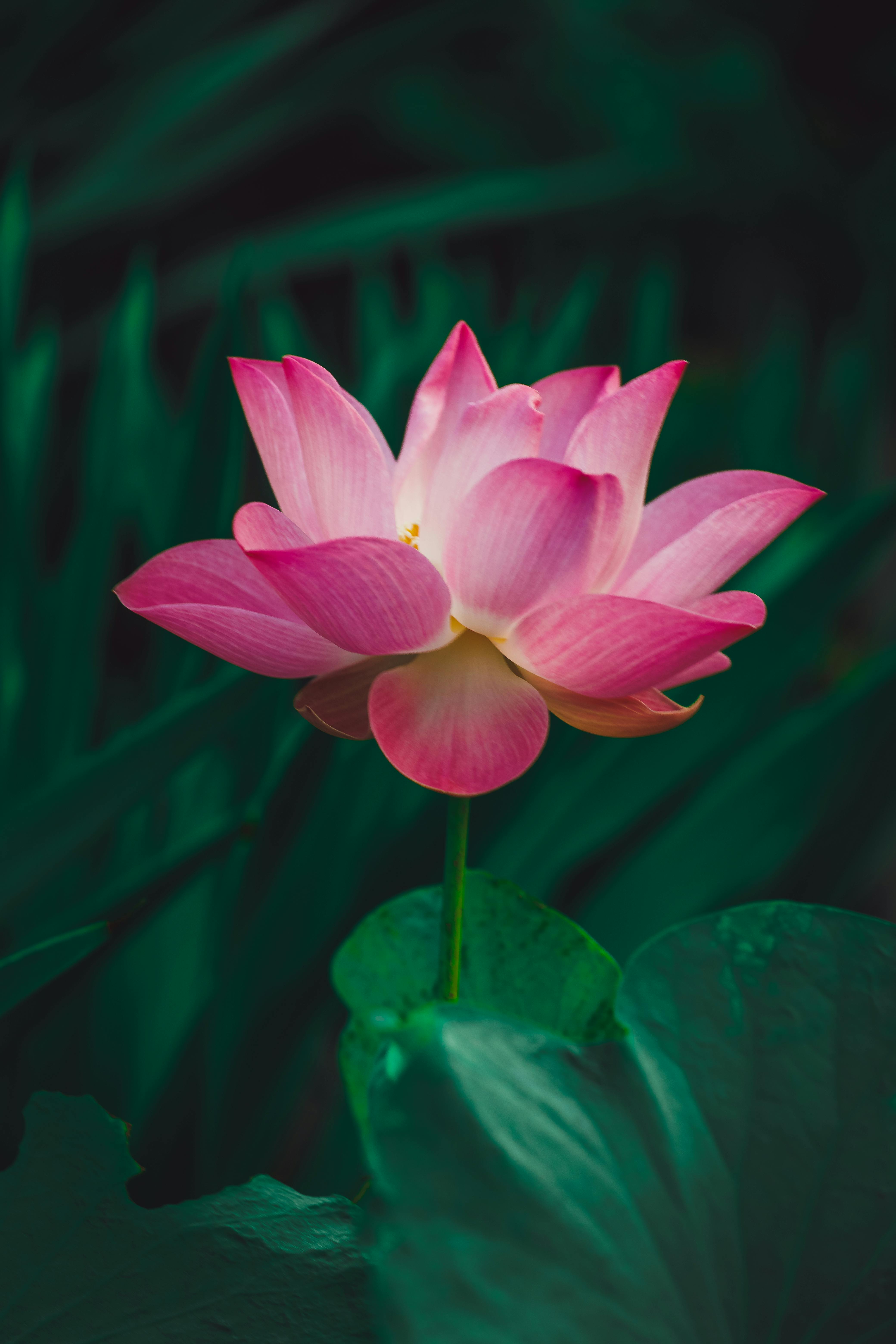Close Up Of A Pink Lotus · Free