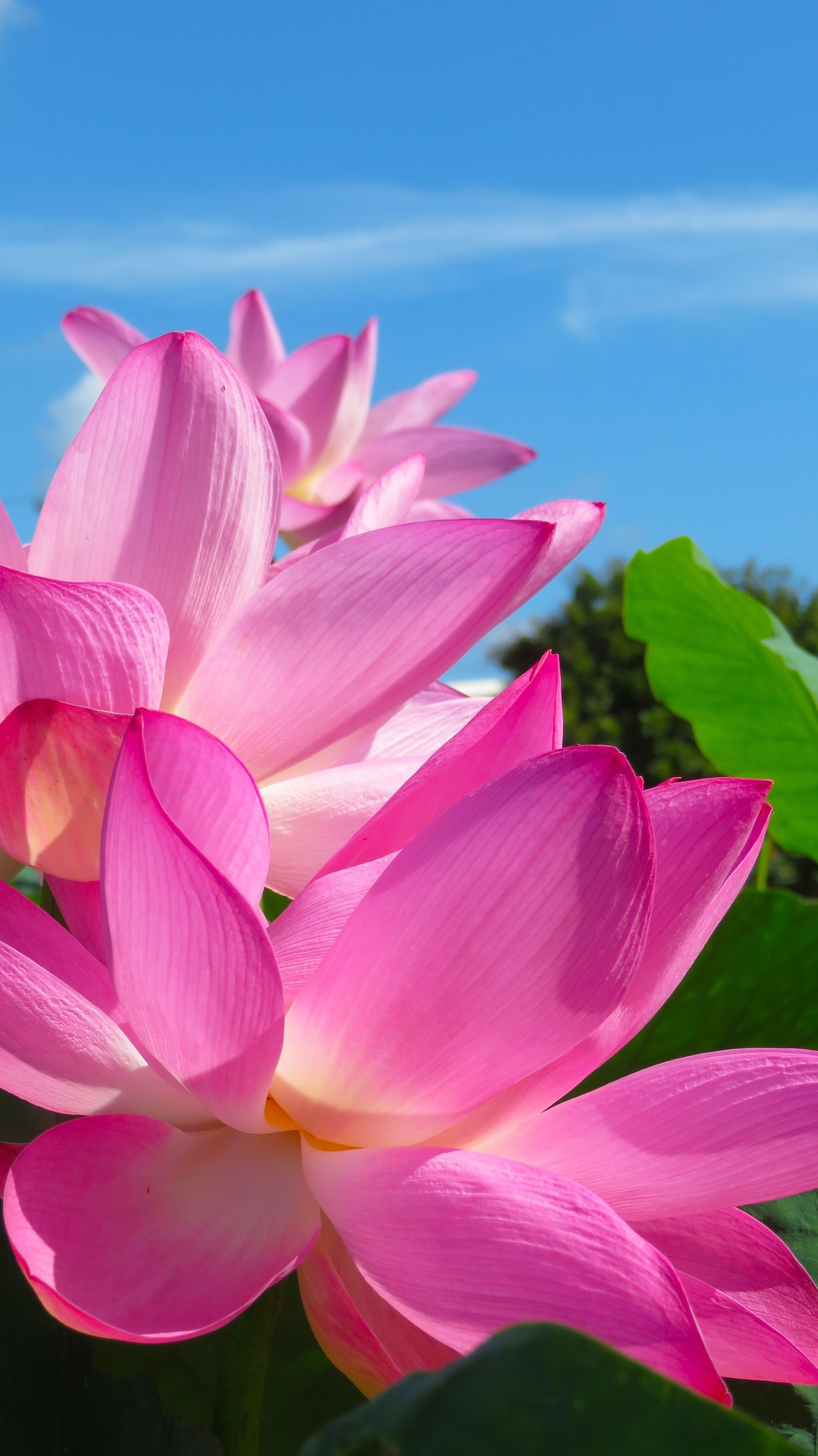 Lotus (Flower) Wallpaper (