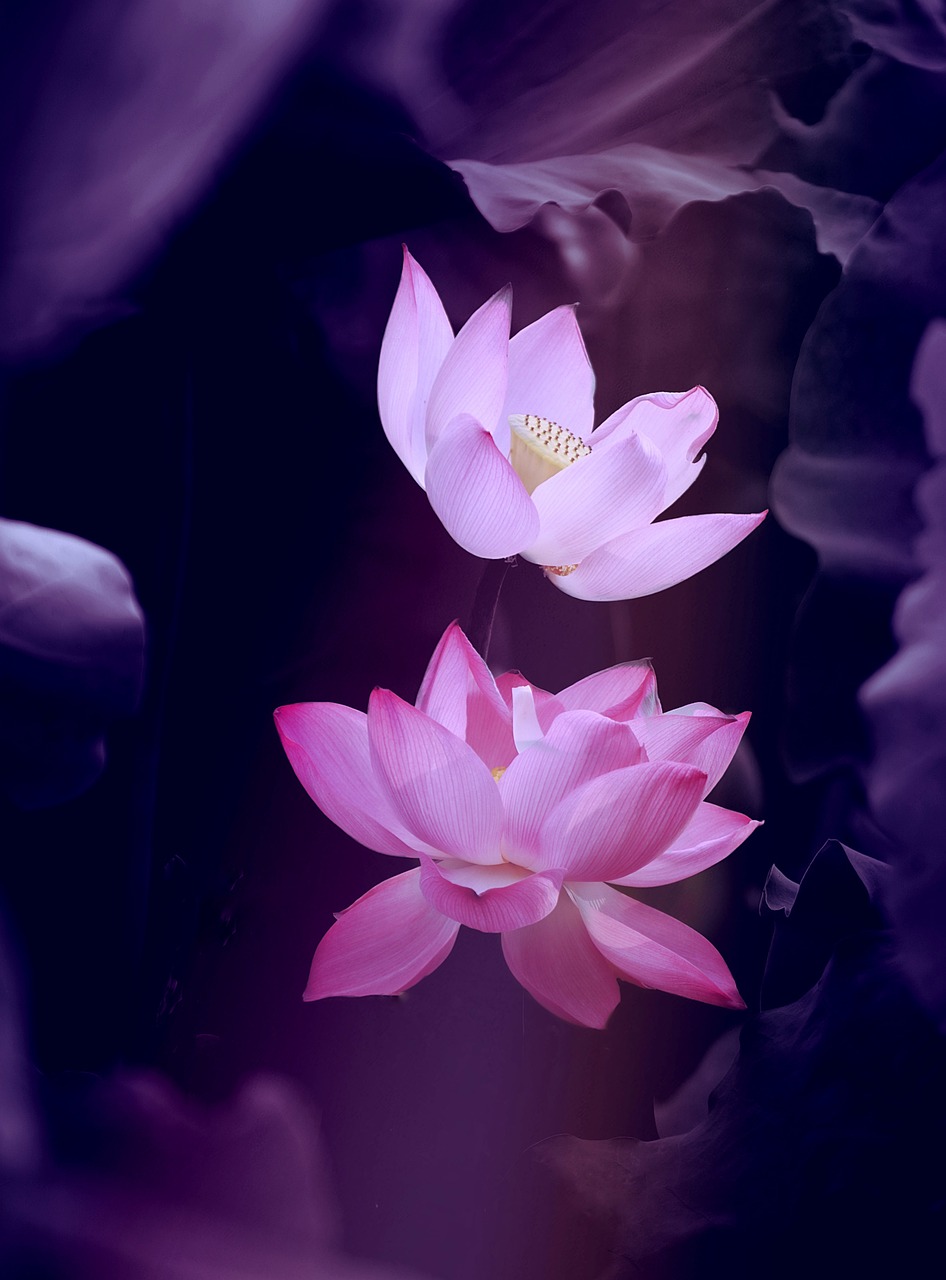 Lotus Flower Nature