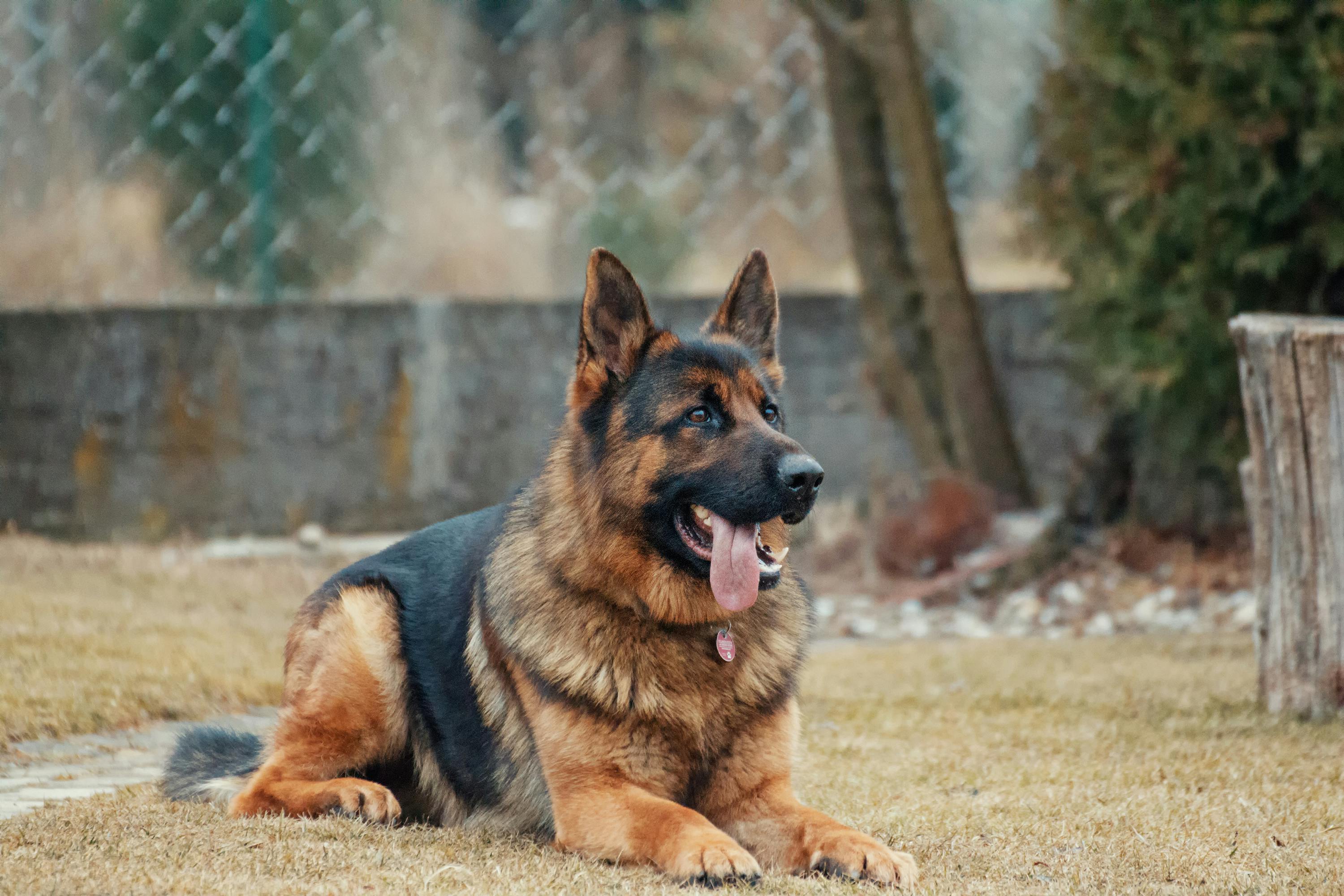 German Shepherd Photo, Download The BEST Free German Shepherd & HD Image