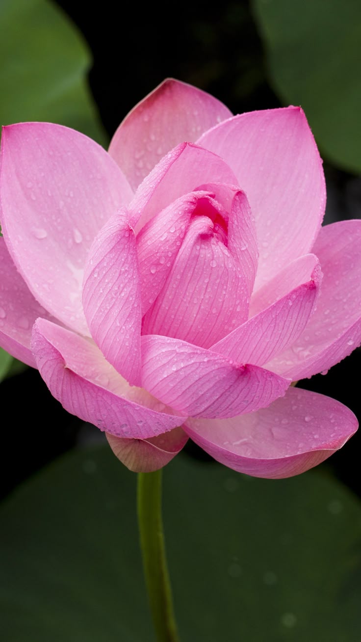 Pink Lotus Flower Wallpaper