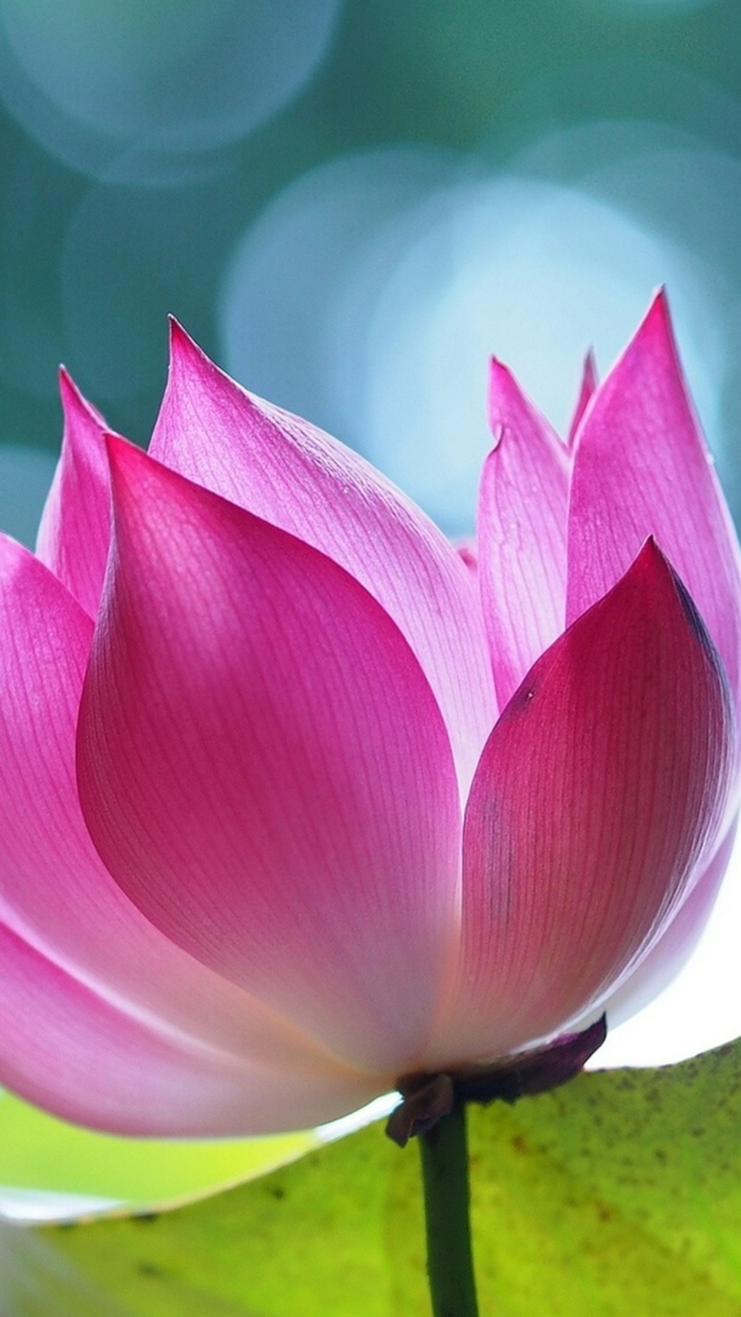 Lotus (Flower) Wallpaper (