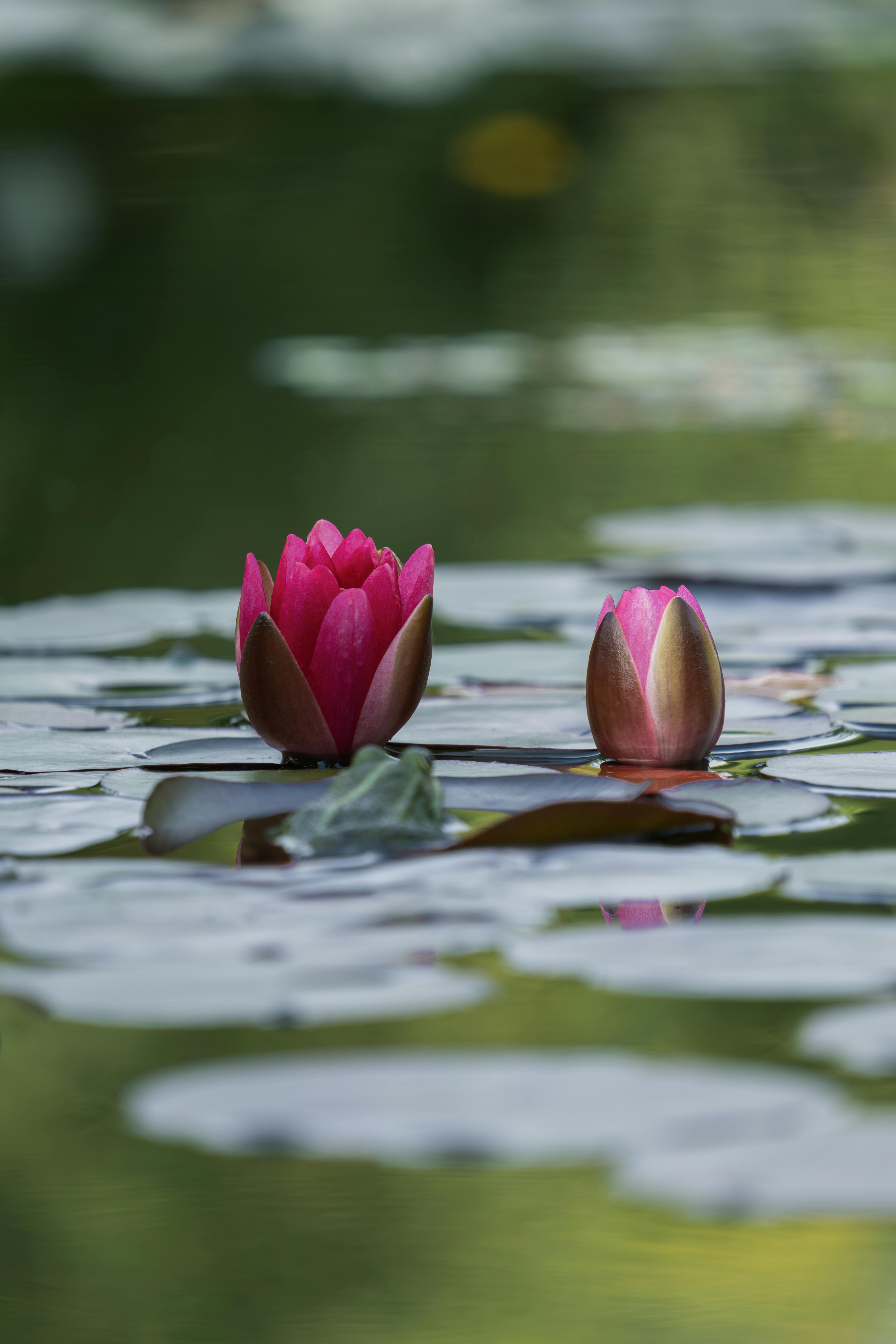 Pink Lotus Photo, Download The BEST