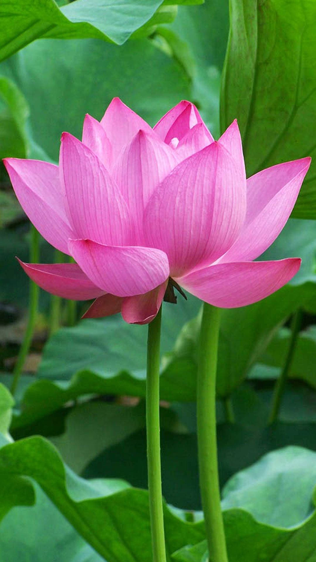Beautiful Lotus Blossoming
