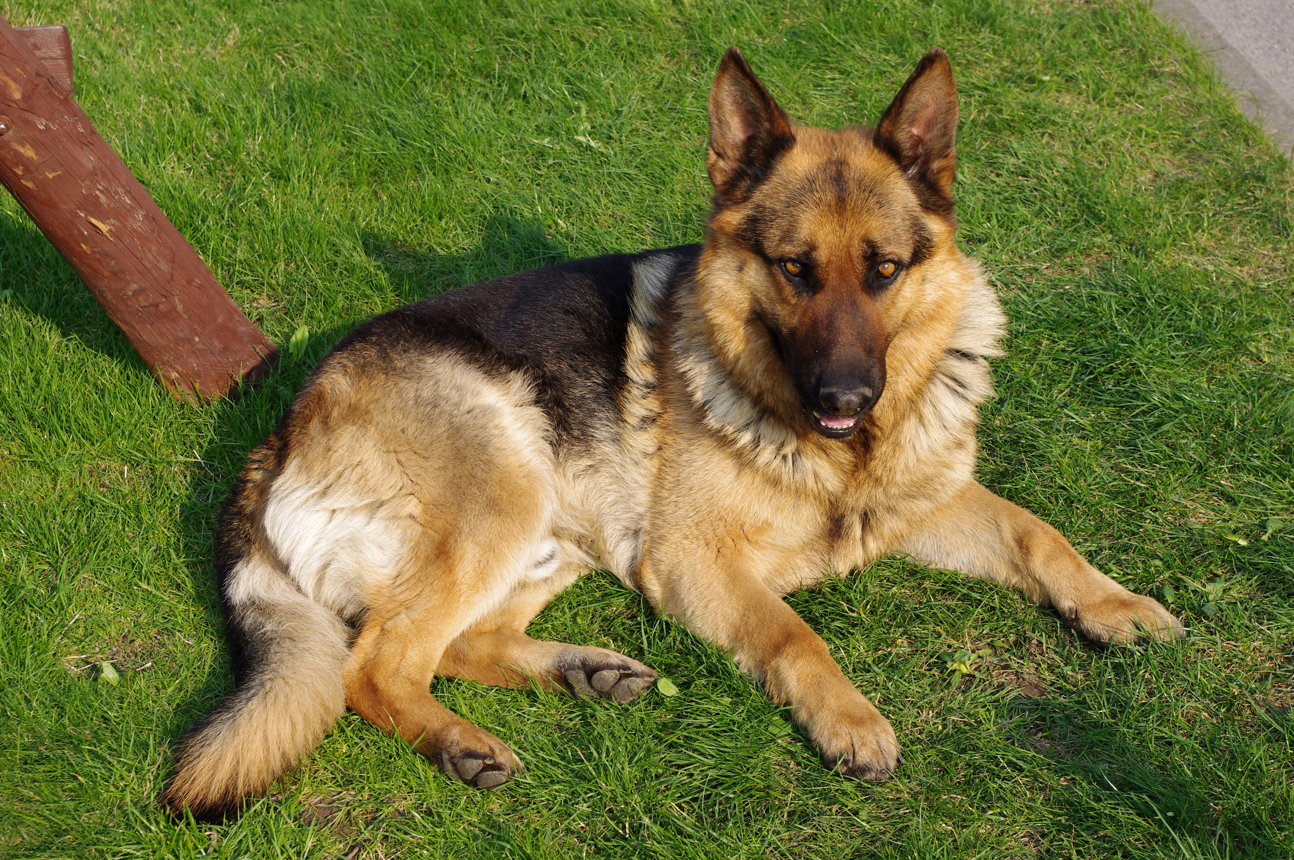 German Shepherd Dog