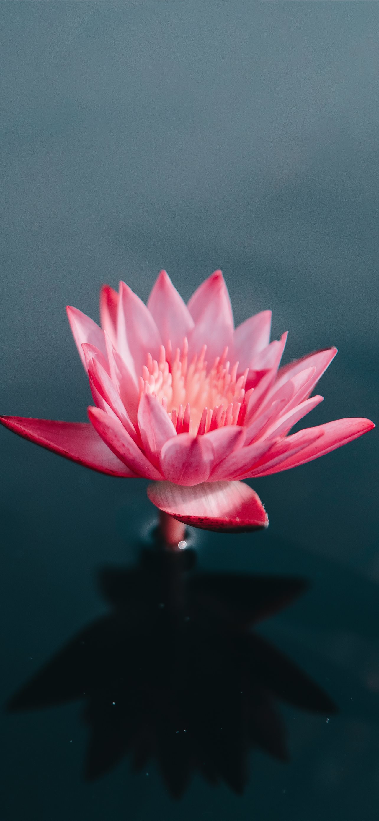 Latest Yoga iPhone HD Wallpaper