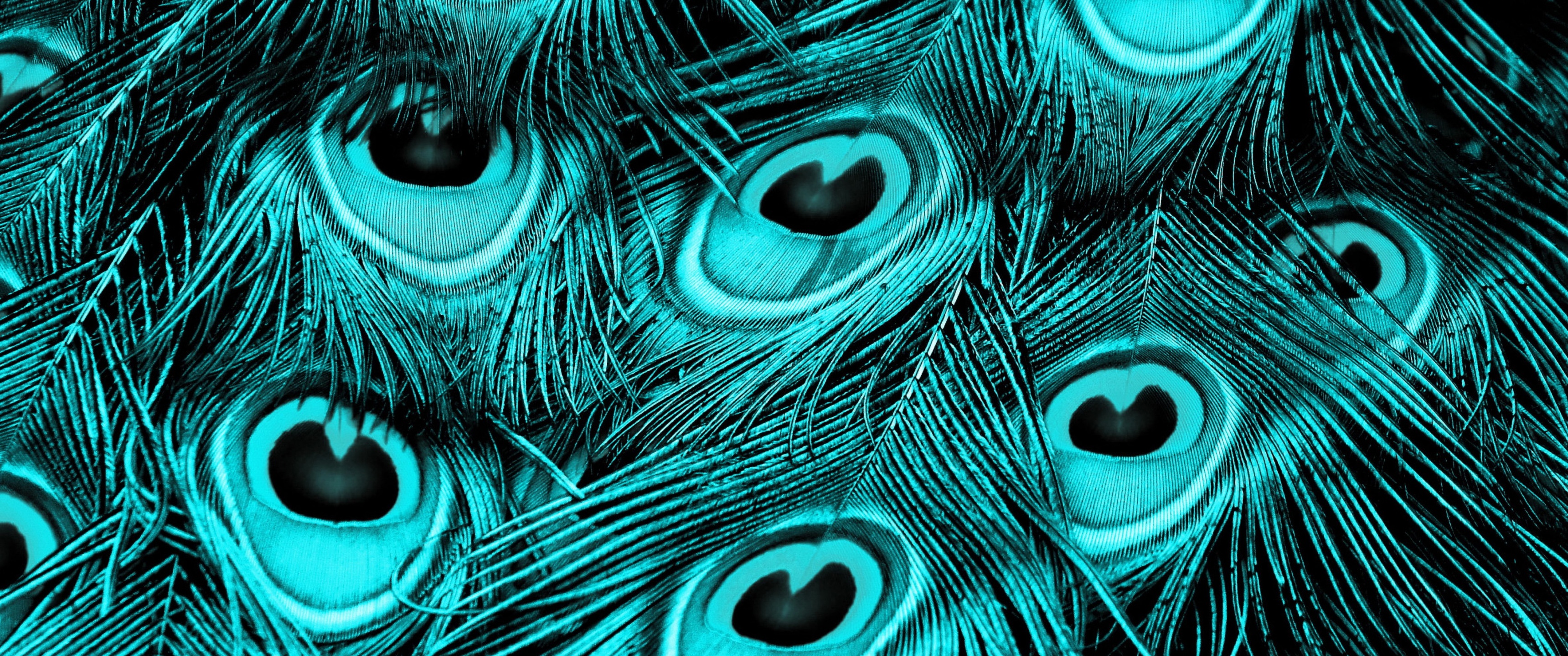 Peacock feathers Wallpaper 4K