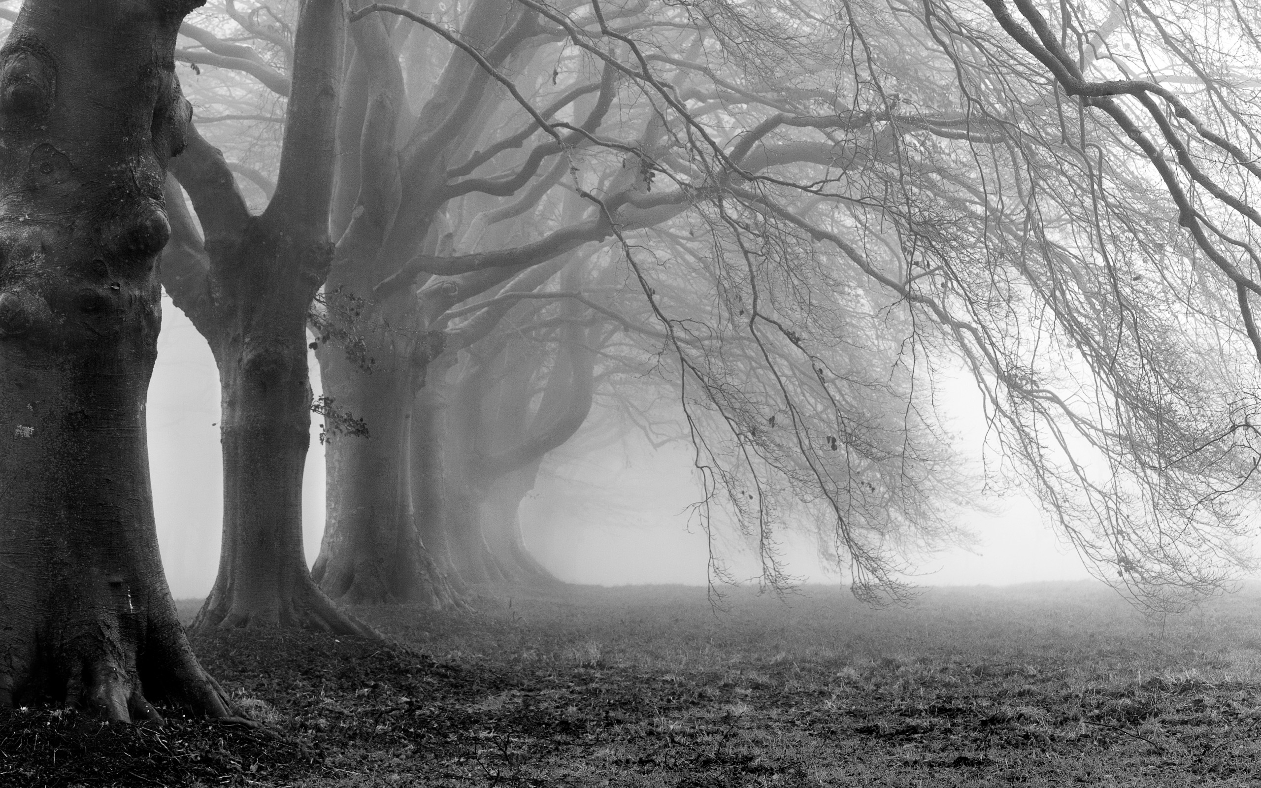 Black And White Tree Desktop Wallpaper