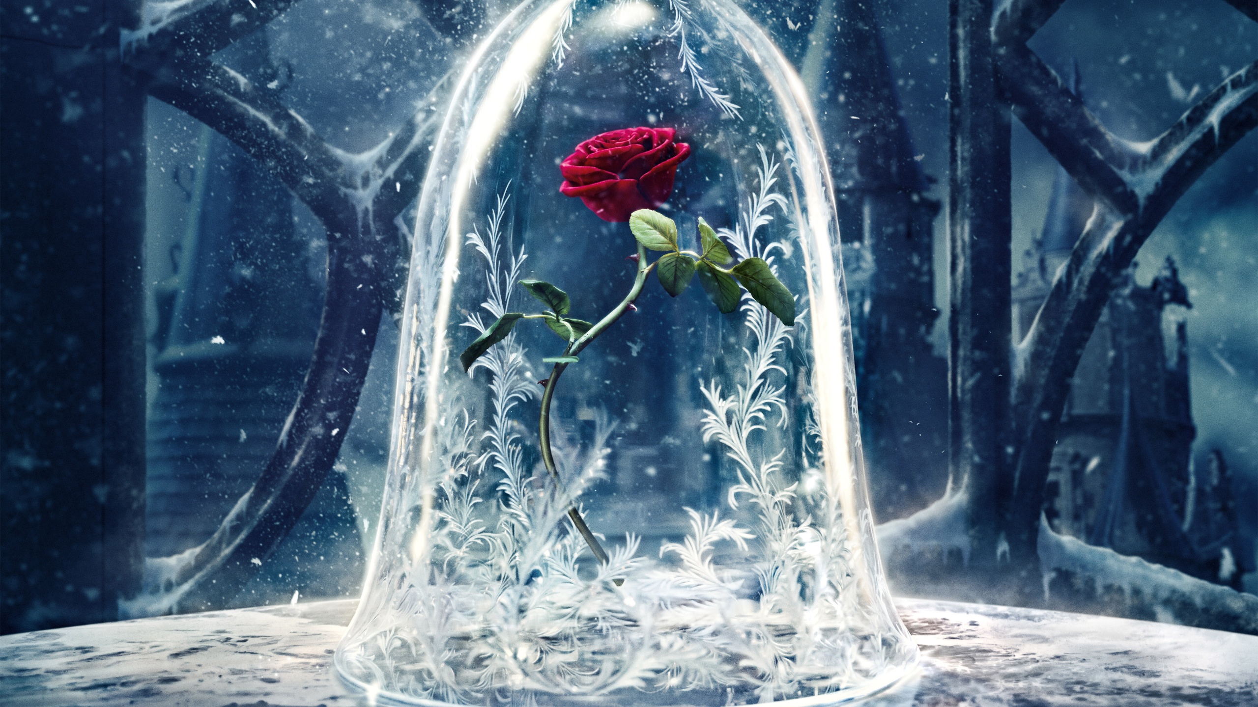 Rose Wallpaper 4K, Beauty and the Beast, 5K