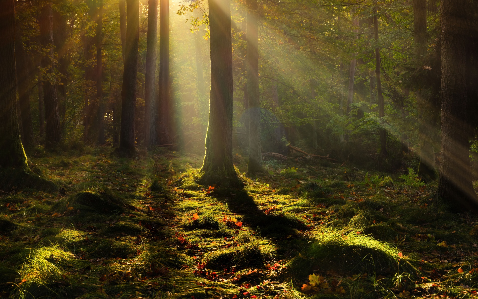 Forest Wallpaper 4K, Light, Trees