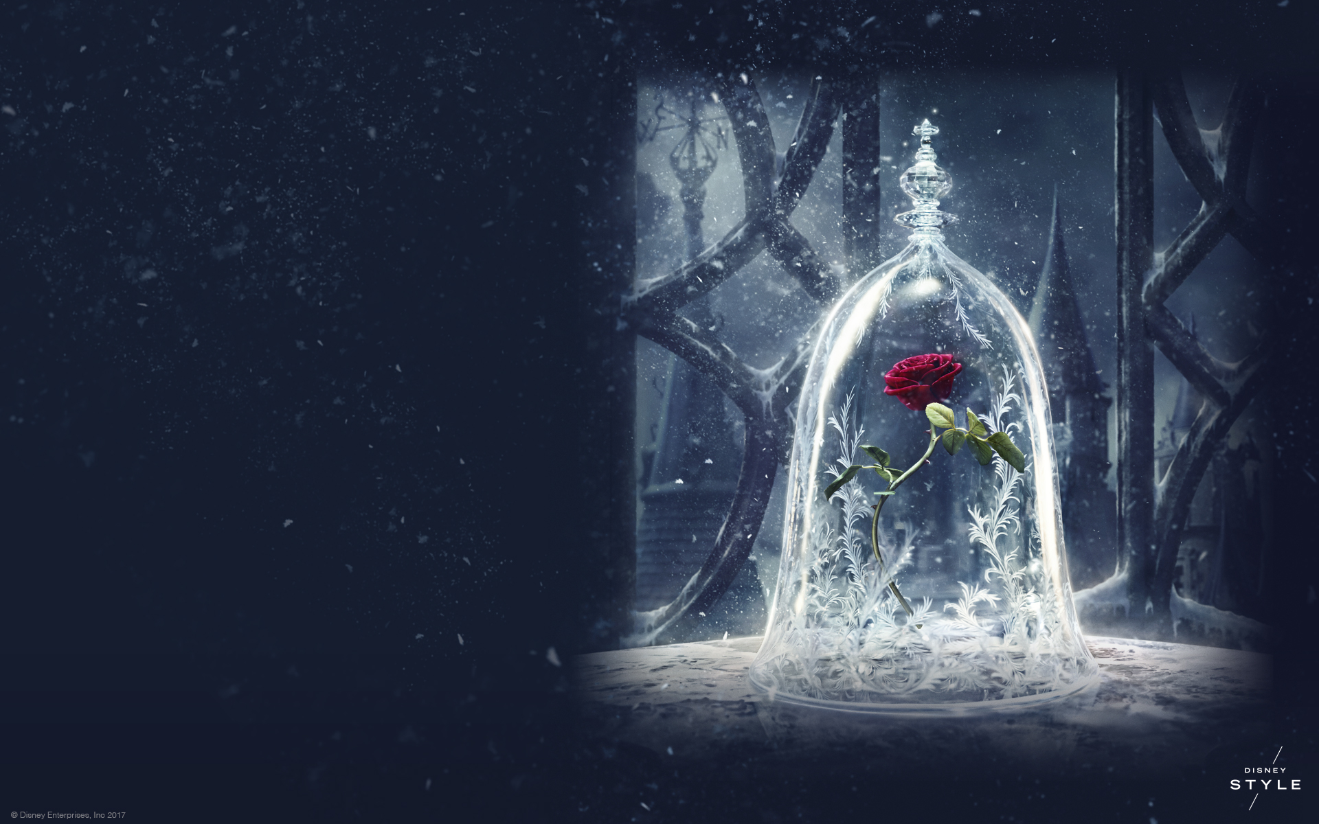 Beauty And The Beast Rose Wallpaper