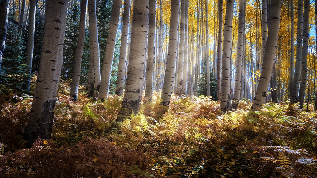 light Birch Autumn Nature forest Trees