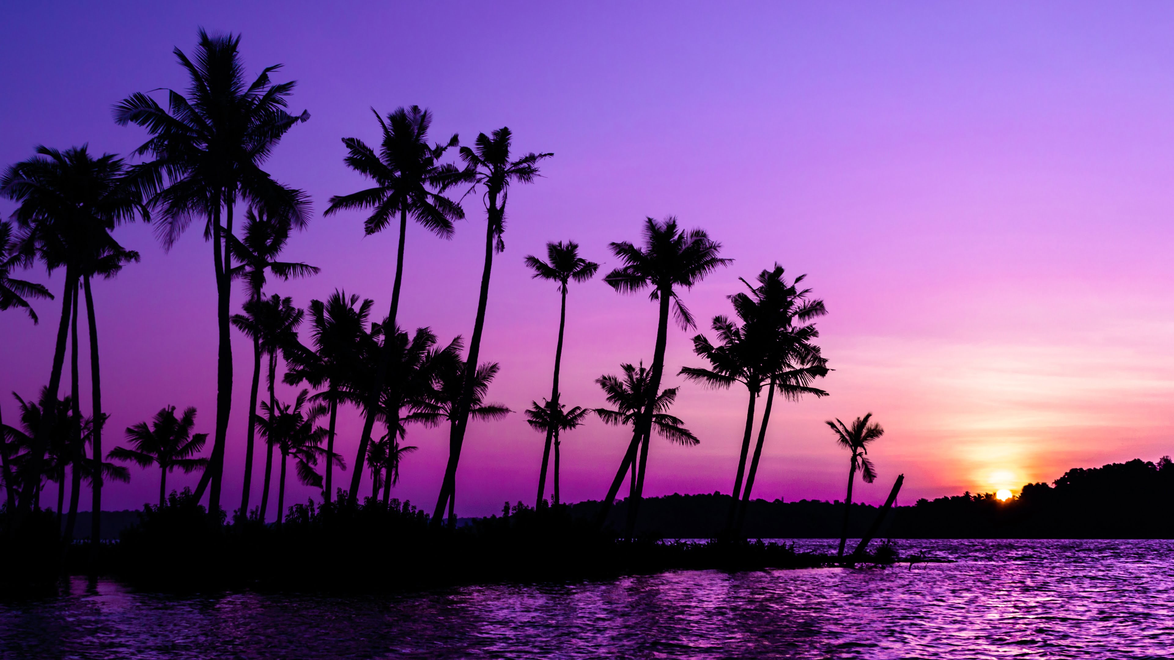 Purple Sunrise Palm Trees 4K Wallpaper
