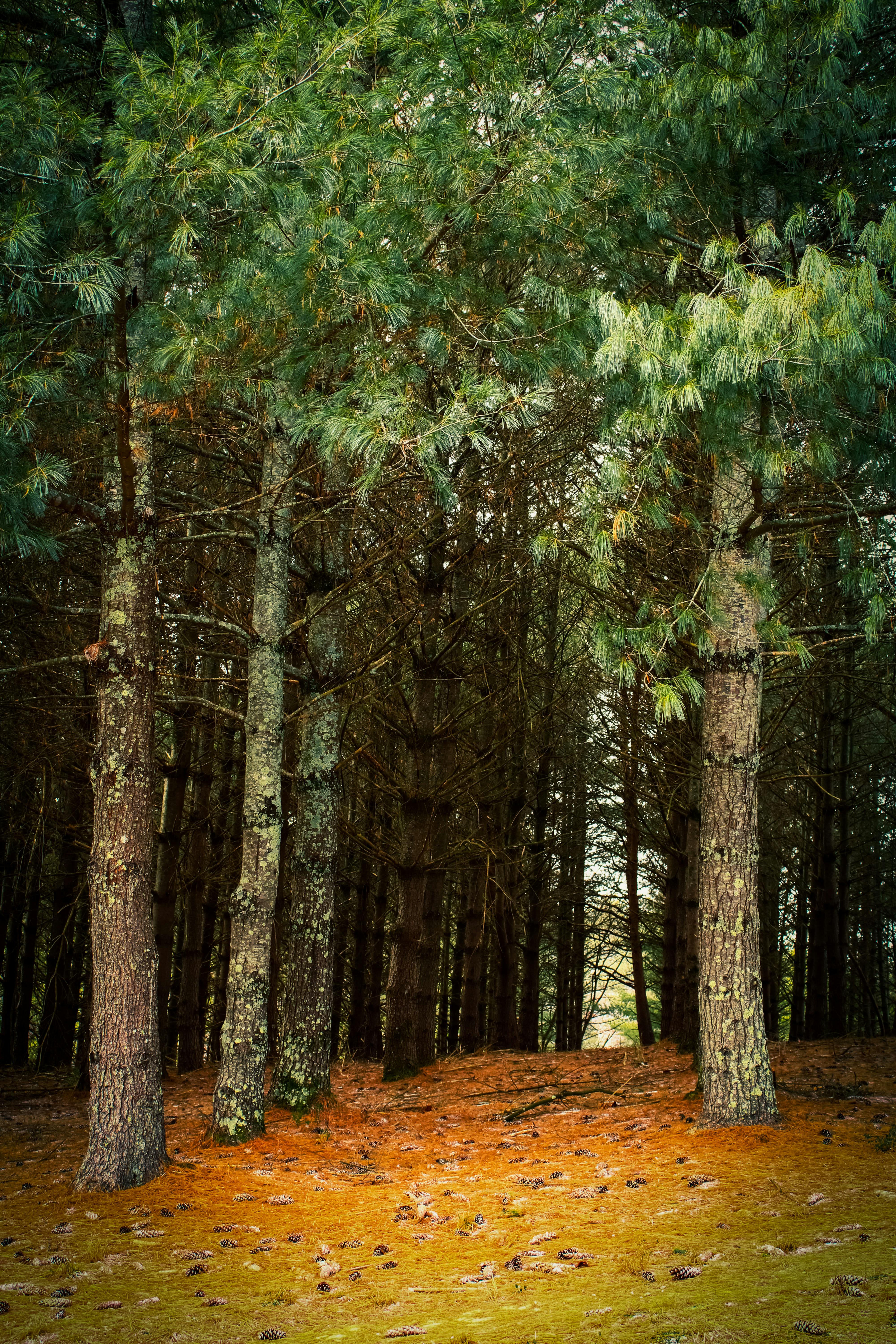 Trees in Forest · Free