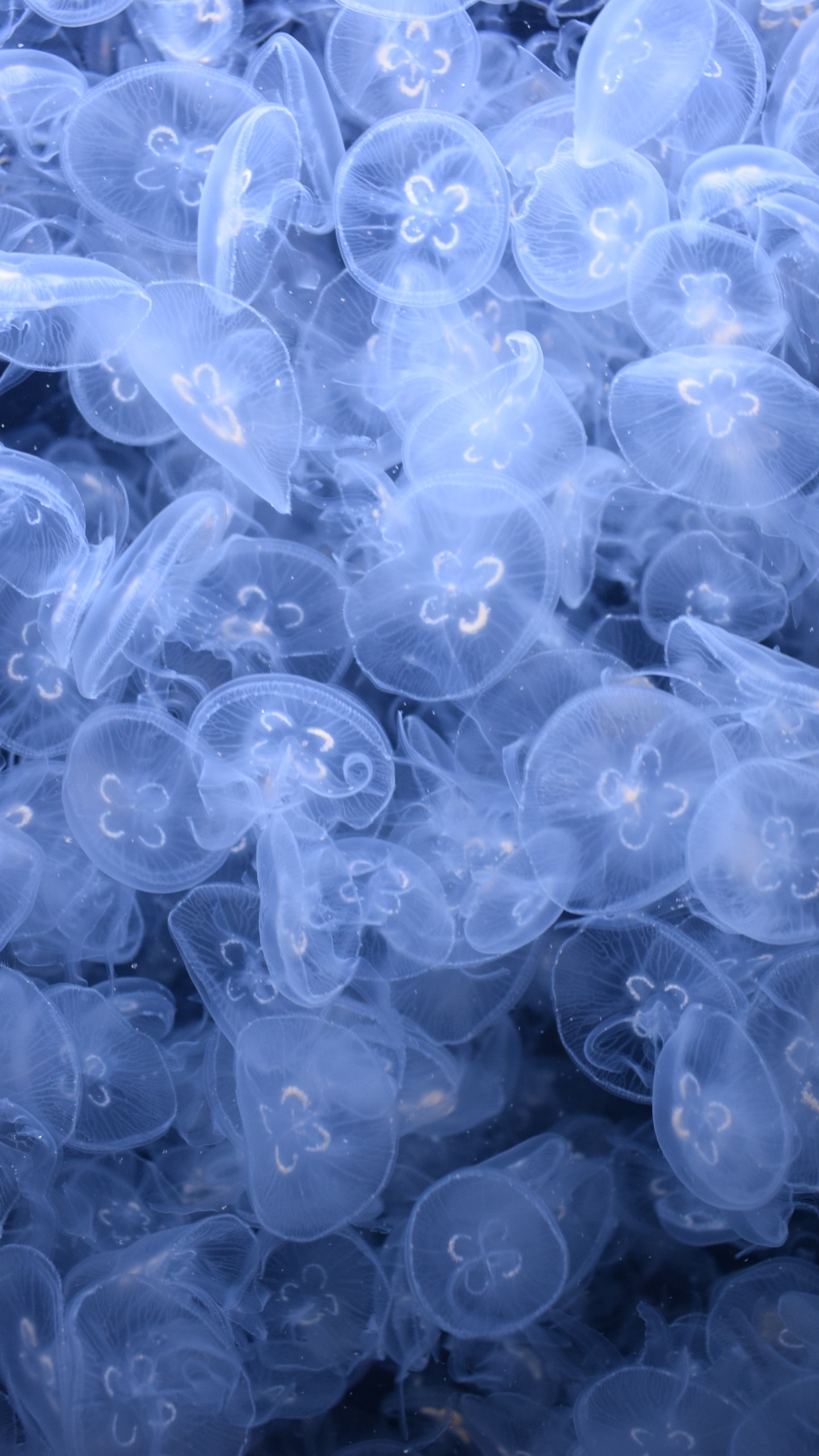 Jellyfishes Wallpaper 4K, Sea Life