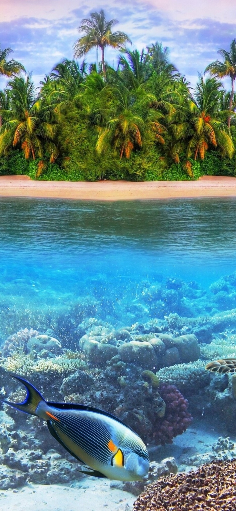 Download Maldives Fish Turtle Island
