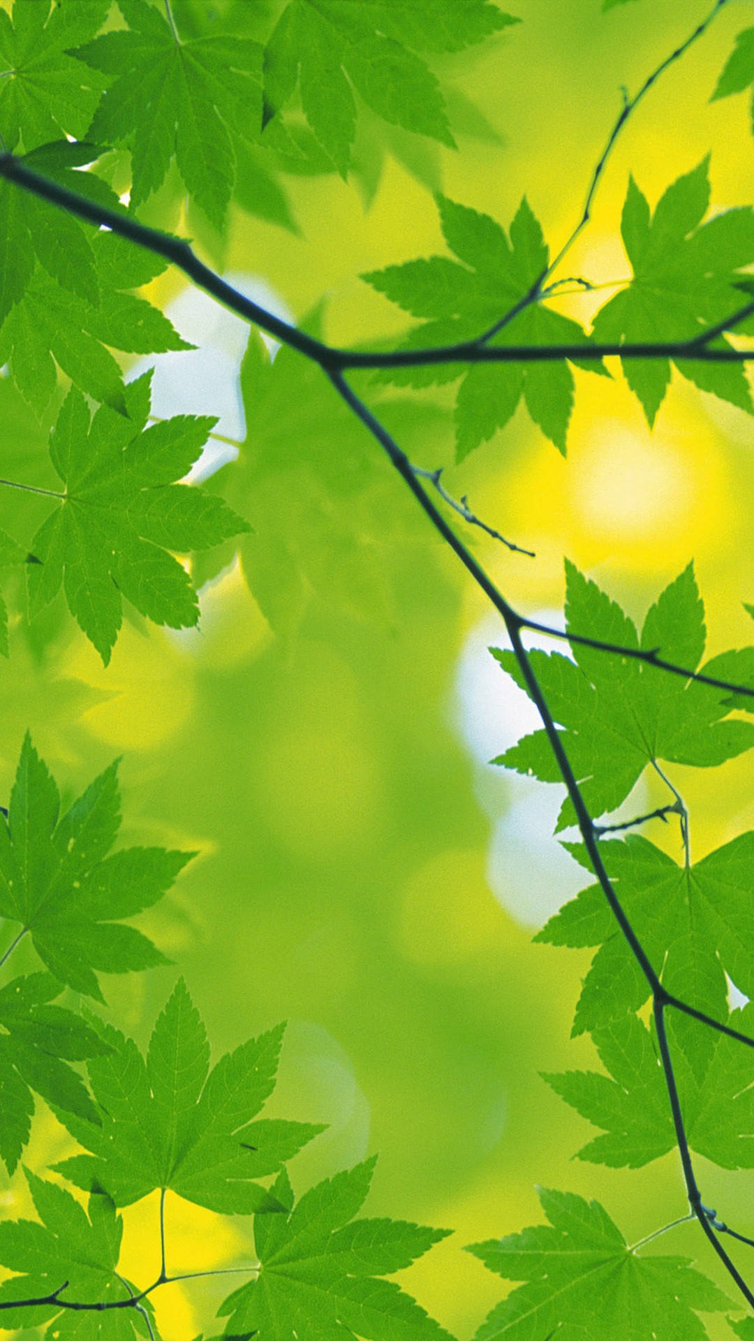 Download Green Leaves iPhone Wallpaper