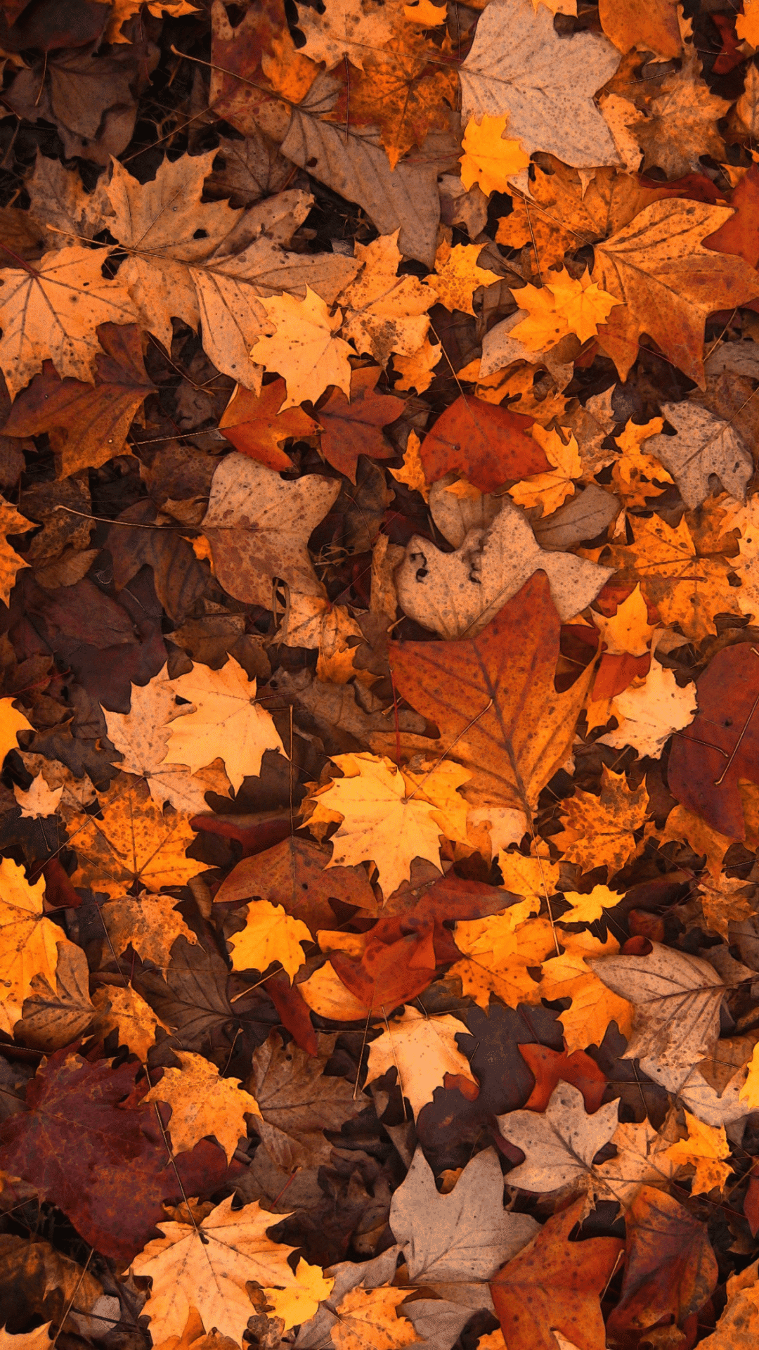 FREE Aesthetic Fall Phone Wallpaper For Spooky Season