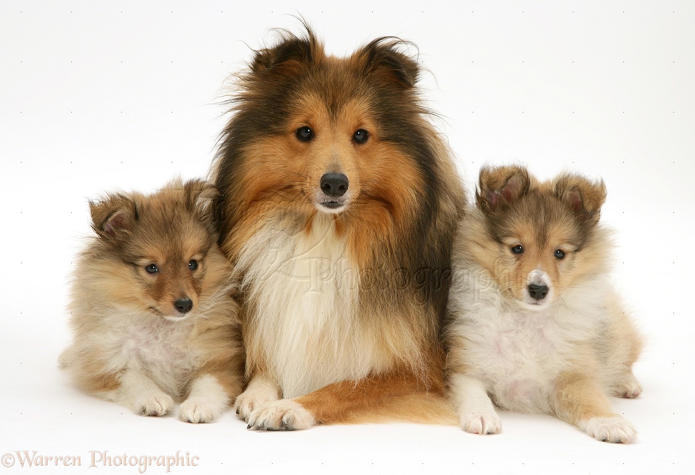 Sable Shetland Sheepdog (Sheltie)
