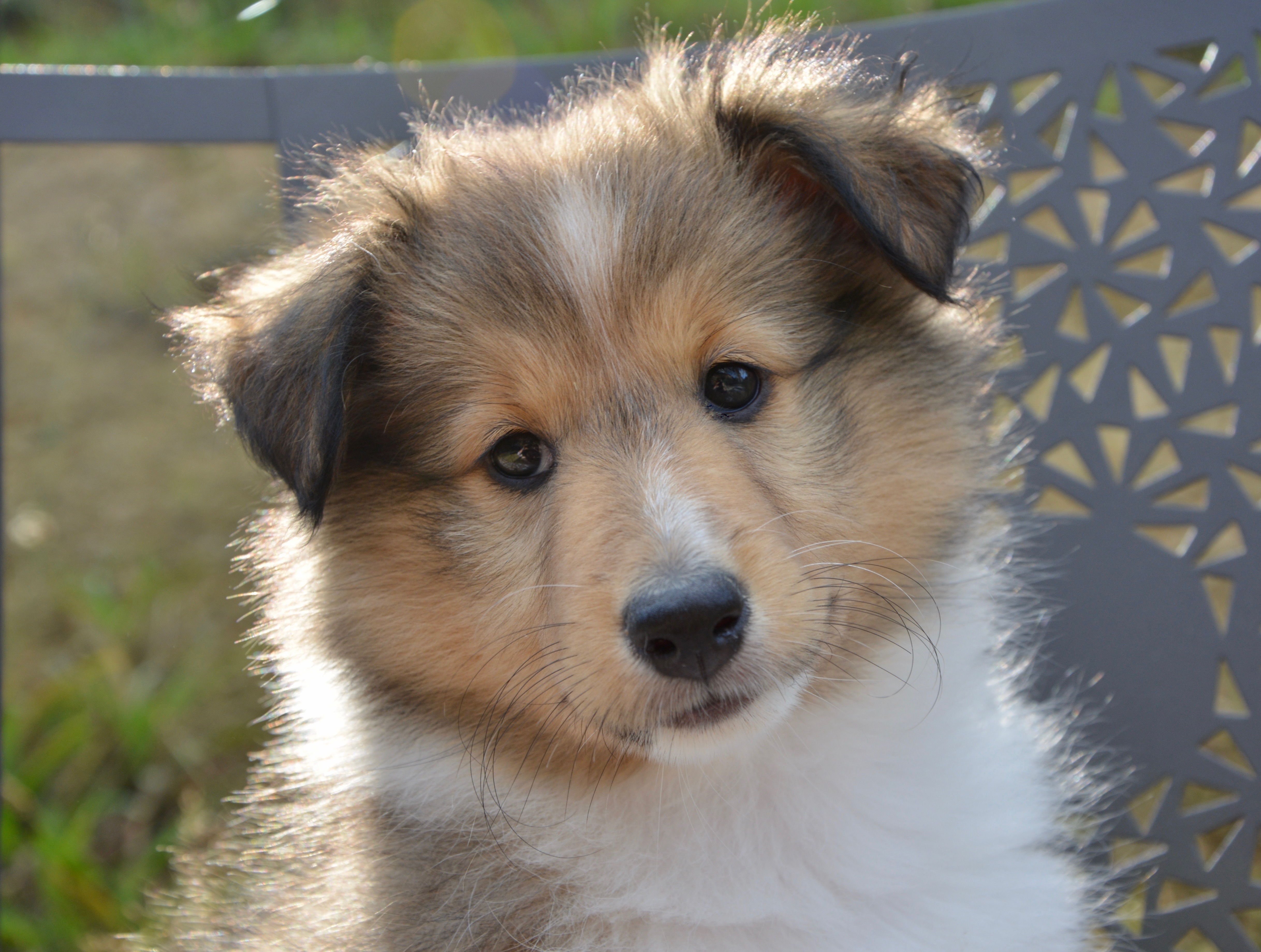 Image puppies Sheltie Shetland Sheepdog