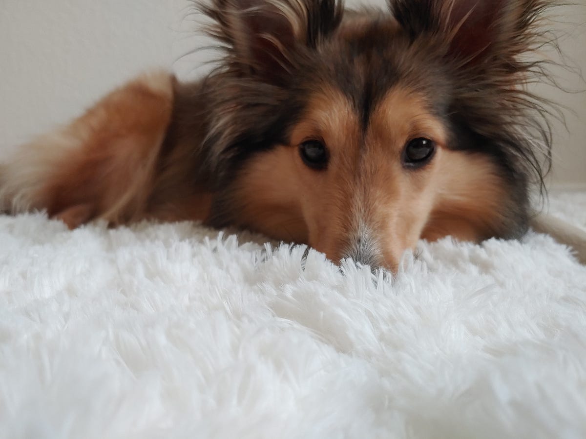 What raising a Shetland sheepdog is