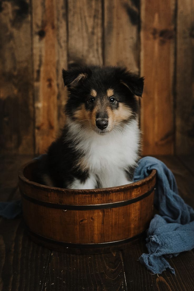 Sheep dog puppy, Collie dog, Sheltie puppy