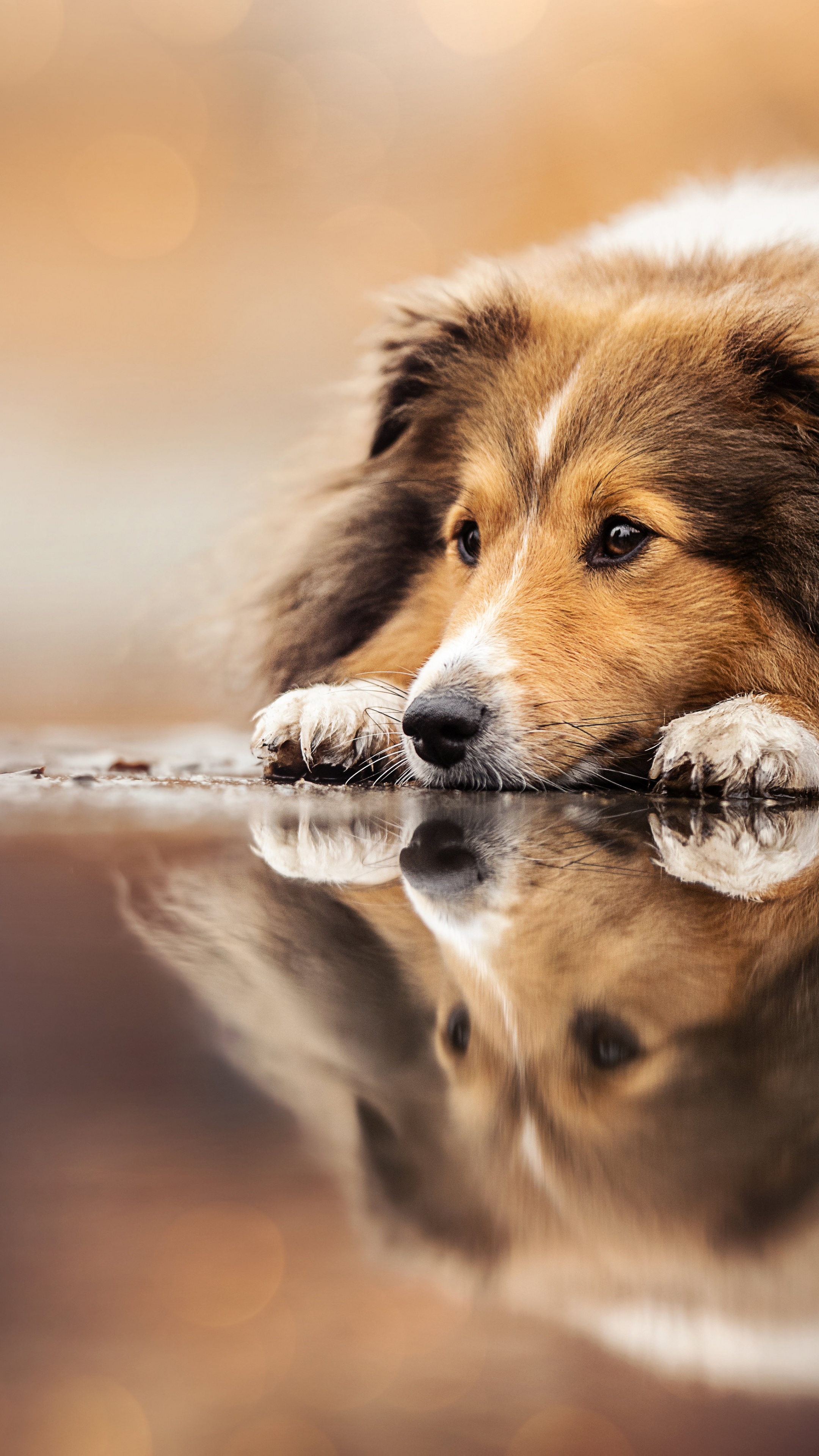Shetland Sheepdog Wallpaper 4K, Sheltie