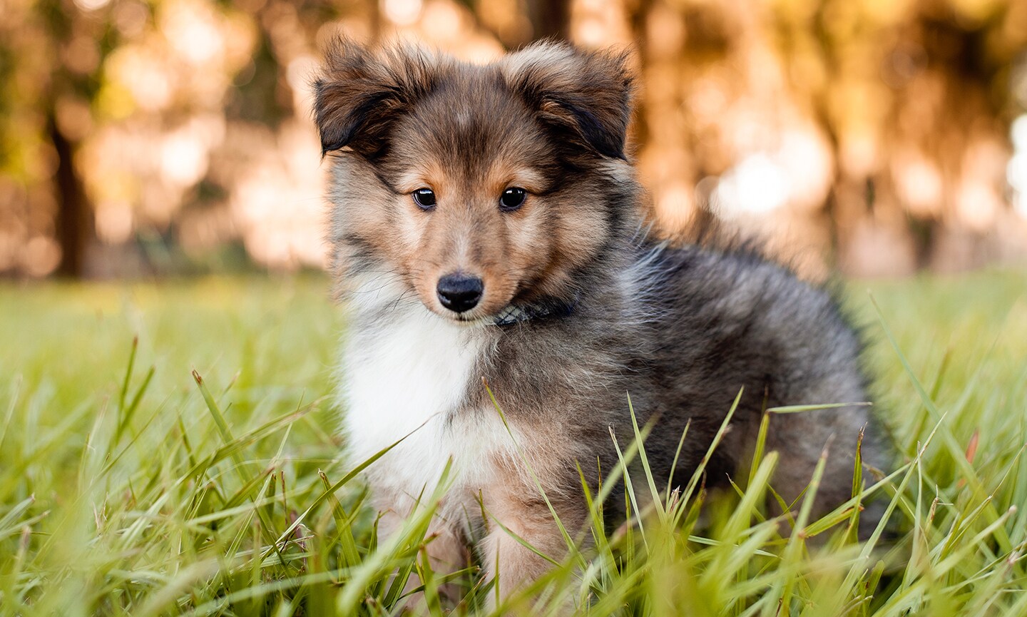 Shetland Sheepdog Breed