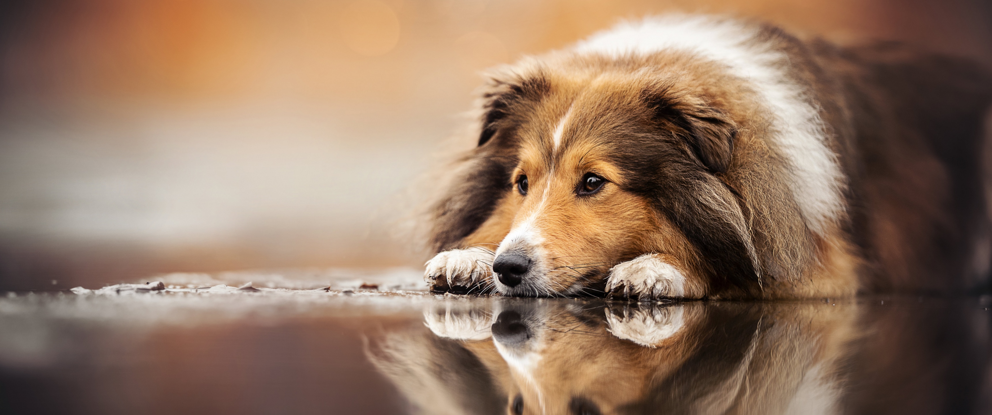 Shetland Sheepdog Wallpaper 4K, Sheltie