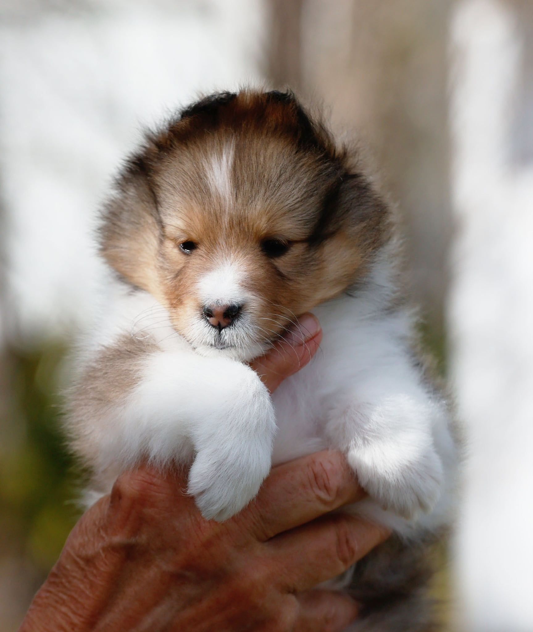 Shetland Sheepdog (Sheltie) Puppies