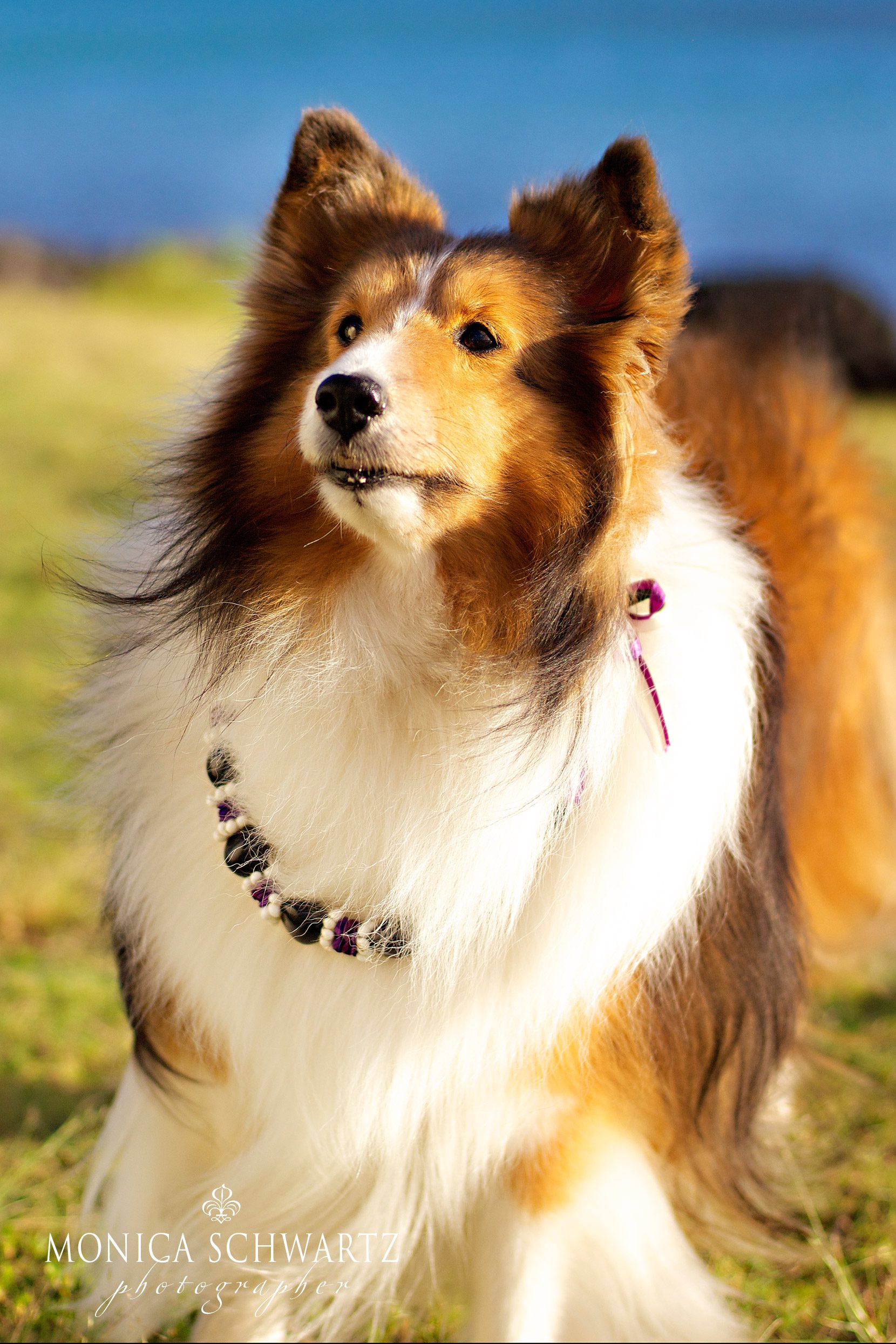 Super Duper Cooper. Adorable Shetland