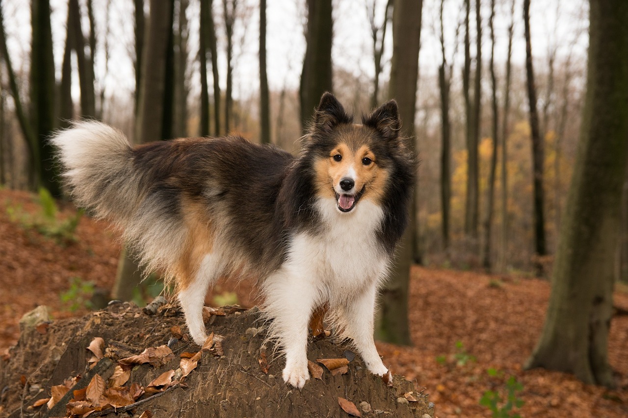 June 1st is International Sheltie Day
