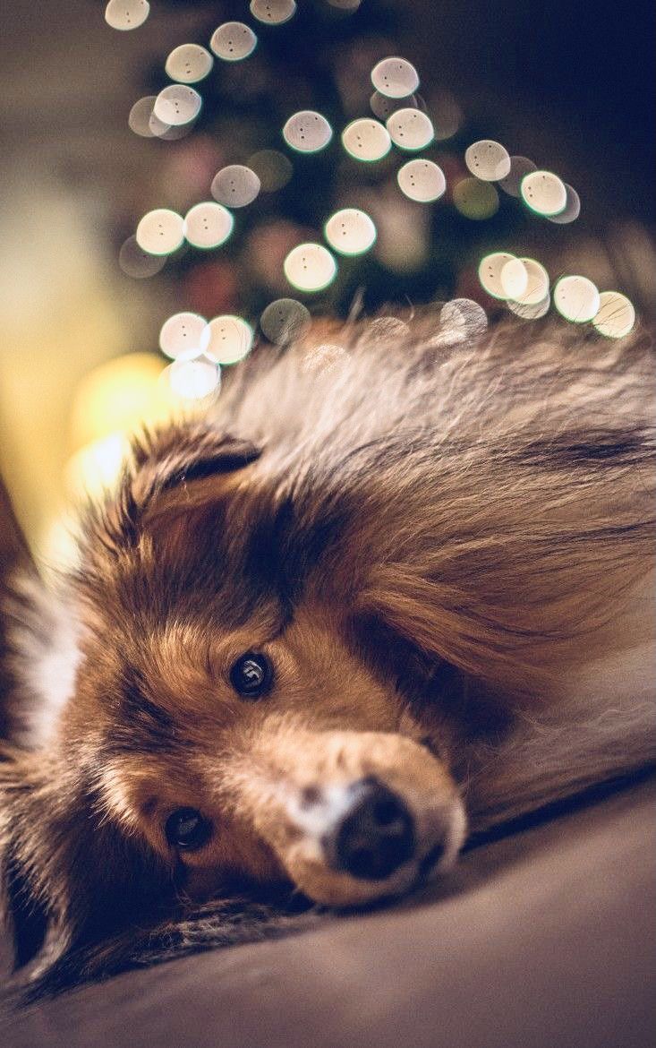 Shetland Sheepdog