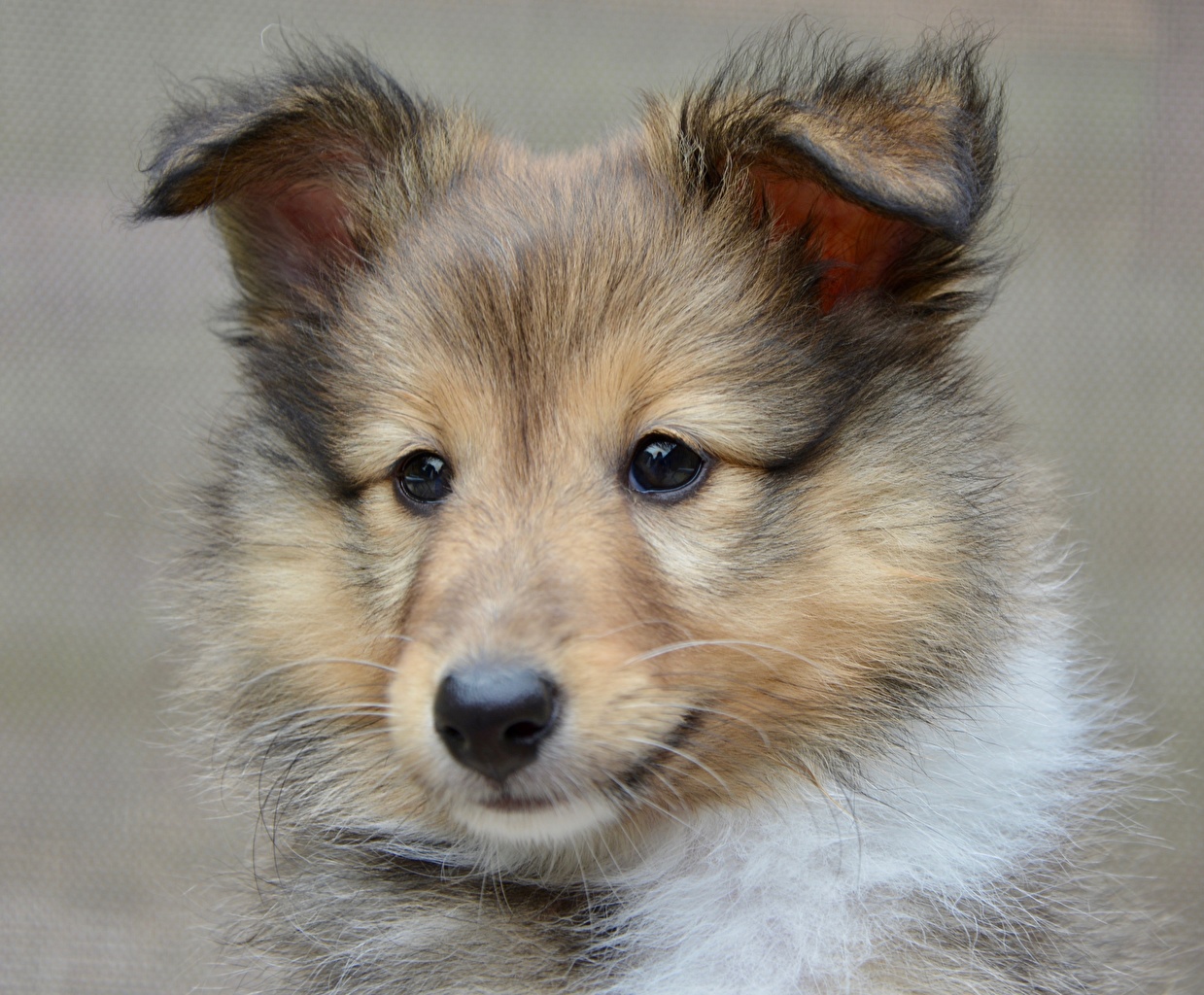 Photo Puppy Sheltie Shetland Sheepdog