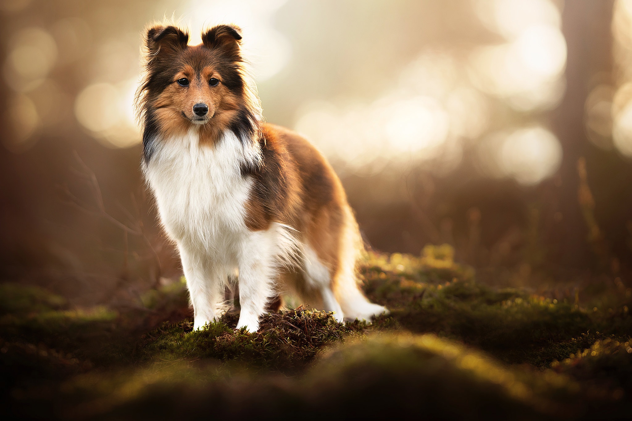 Dog Animal Shetland Sheepdog HD Wallpaper