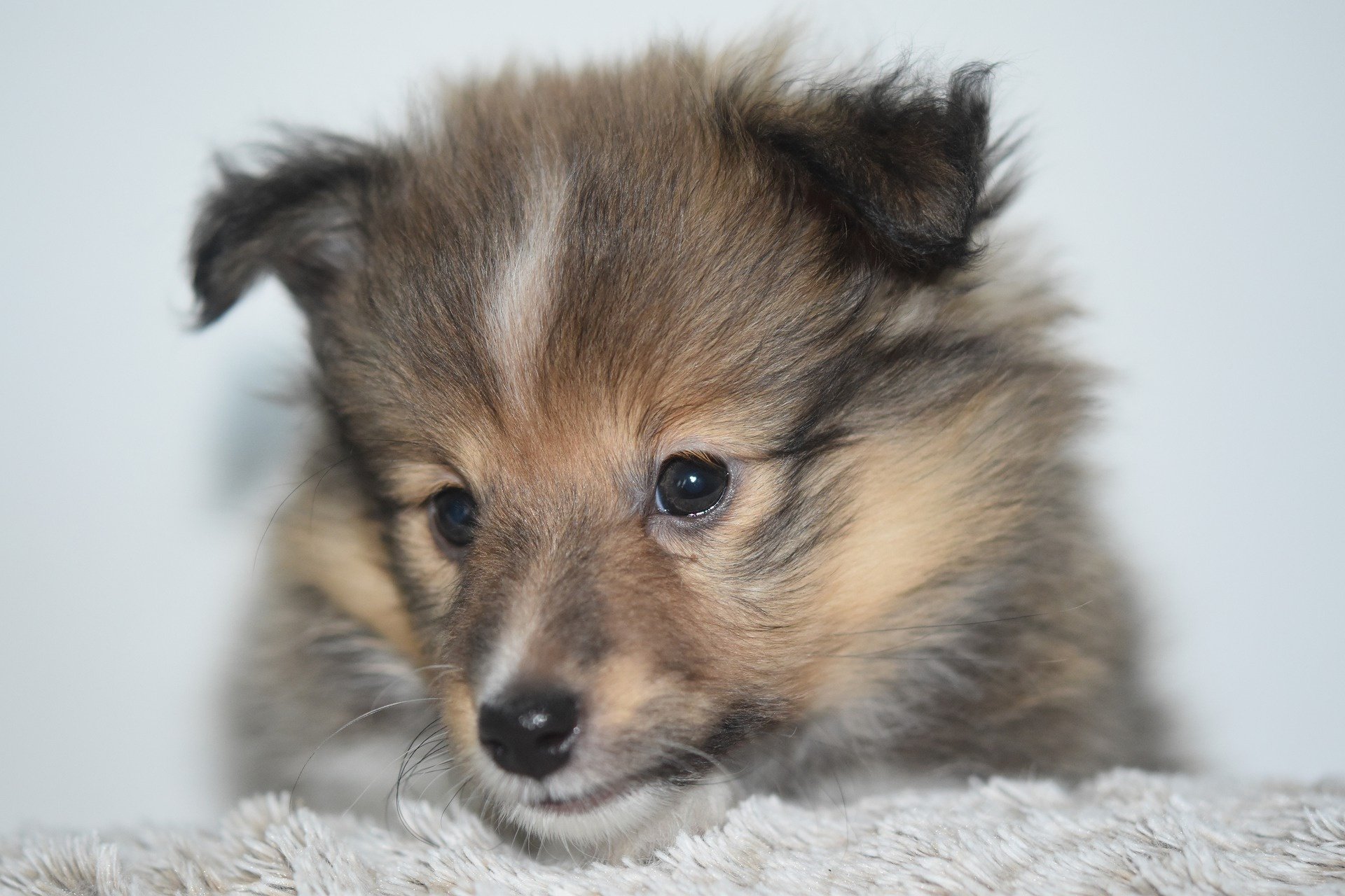 Download Baby Animal Dog Puppy Animal