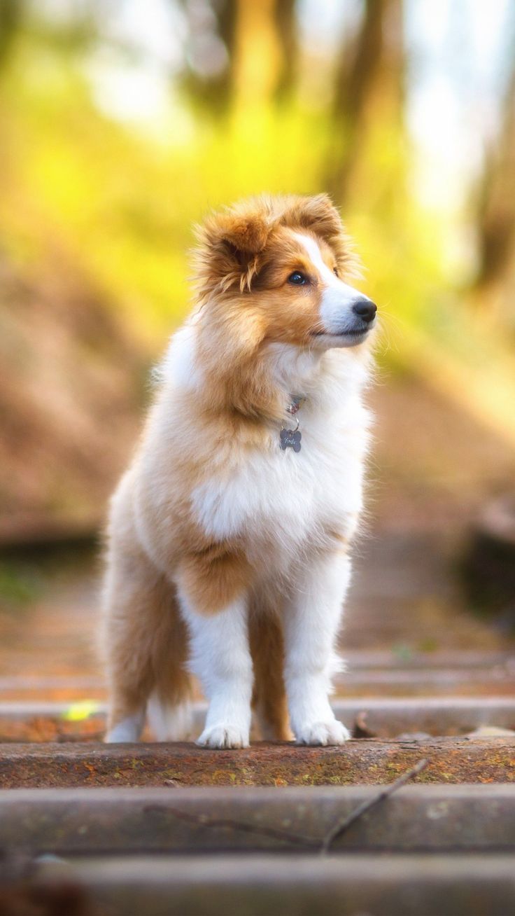 Shetland Sheepdog image. Cute animals