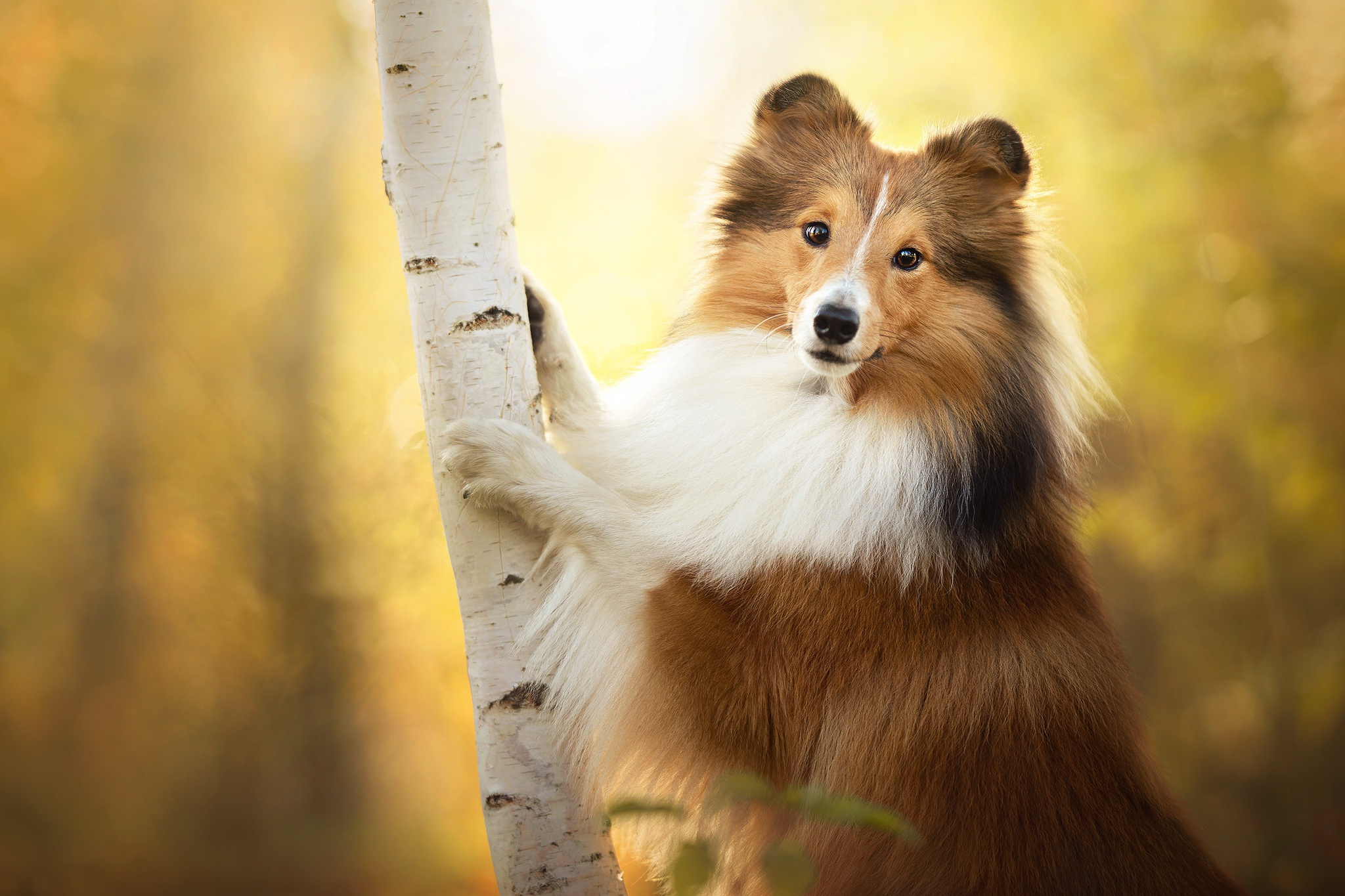 Download Dog Animal Shetland Sheepdog