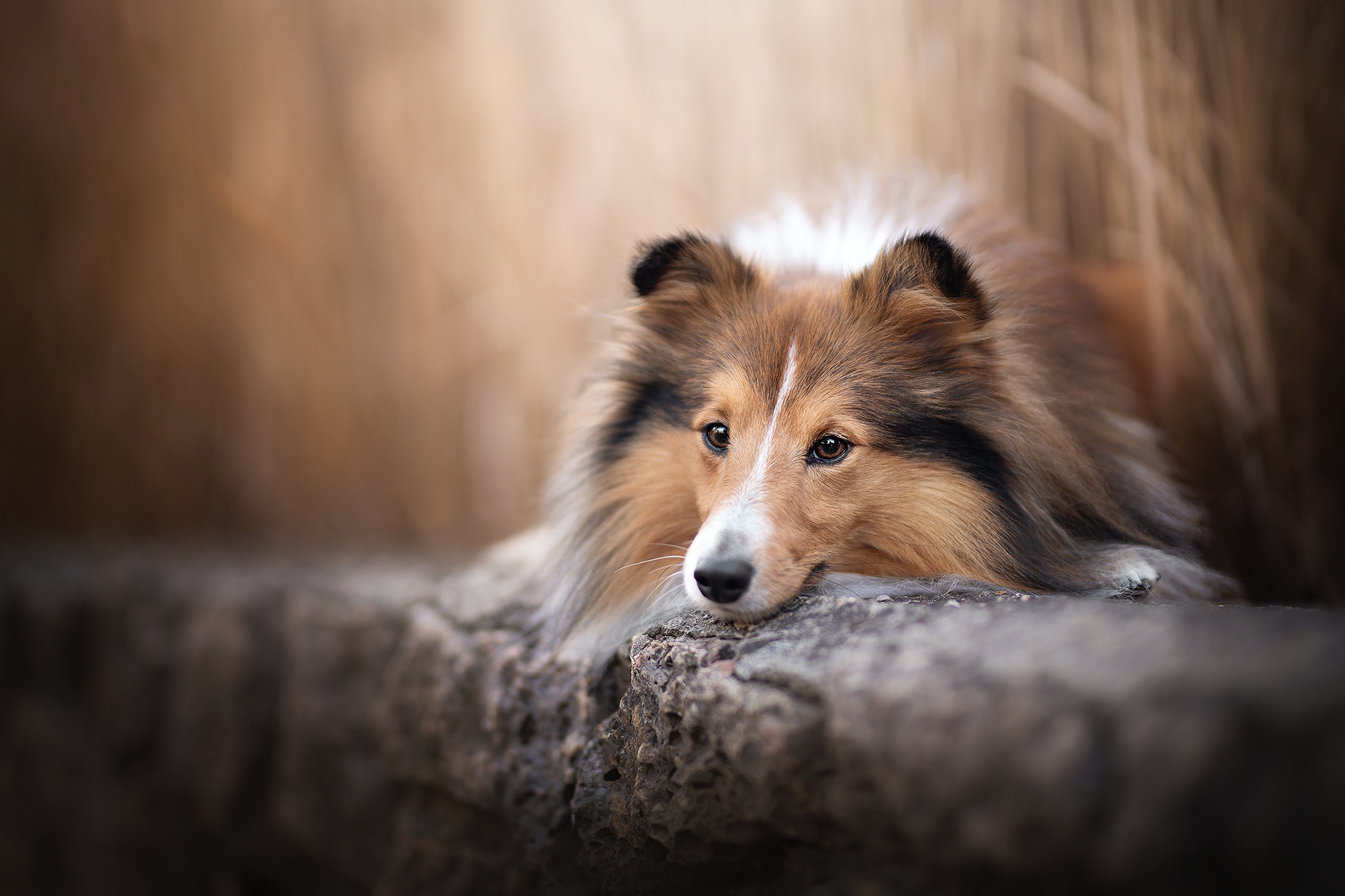 Wallpaper face, dog, bokeh, Sheltie