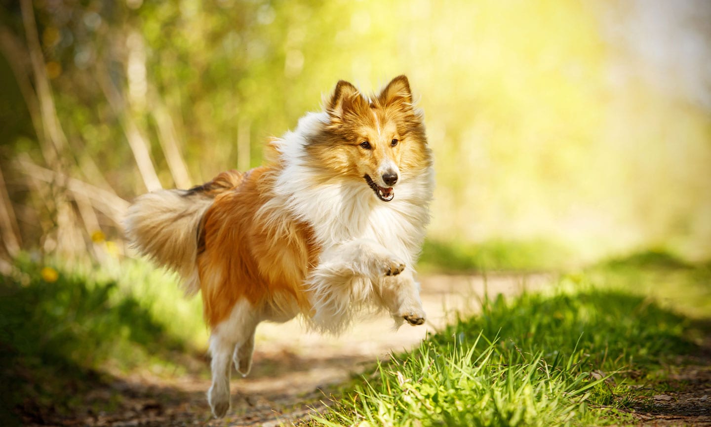 Shetland Sheepdog Breed