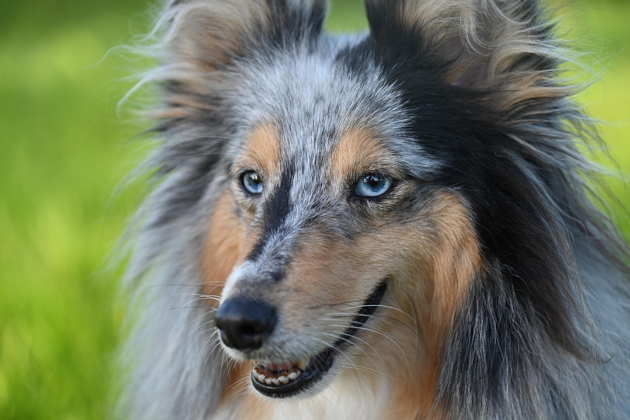 Sheepdog & Shetland Sheepdog Image