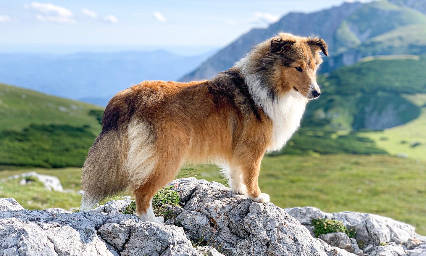 Shetland Sheepdog Breed