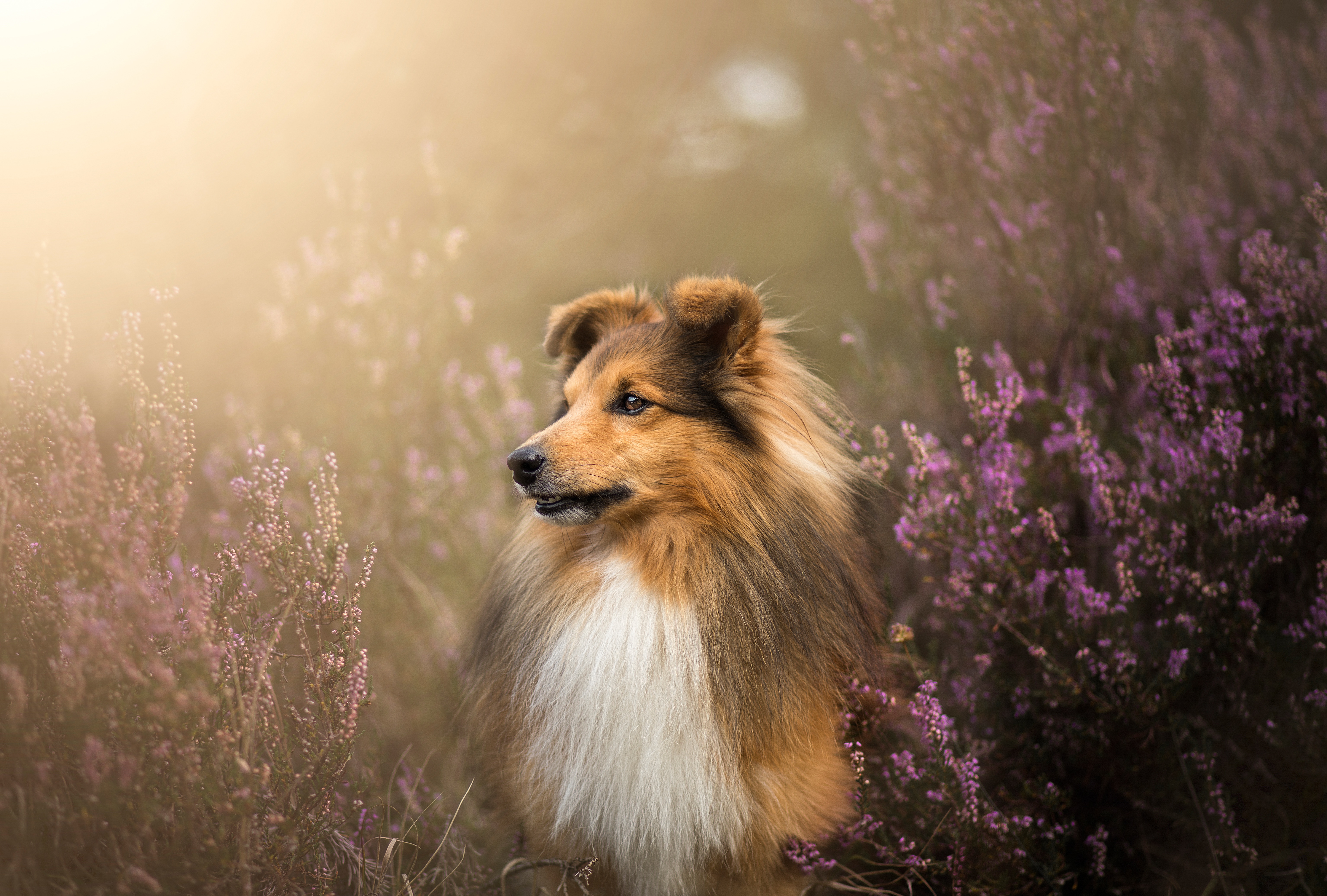 Flower Dog Animal Shetland Sheepdog
