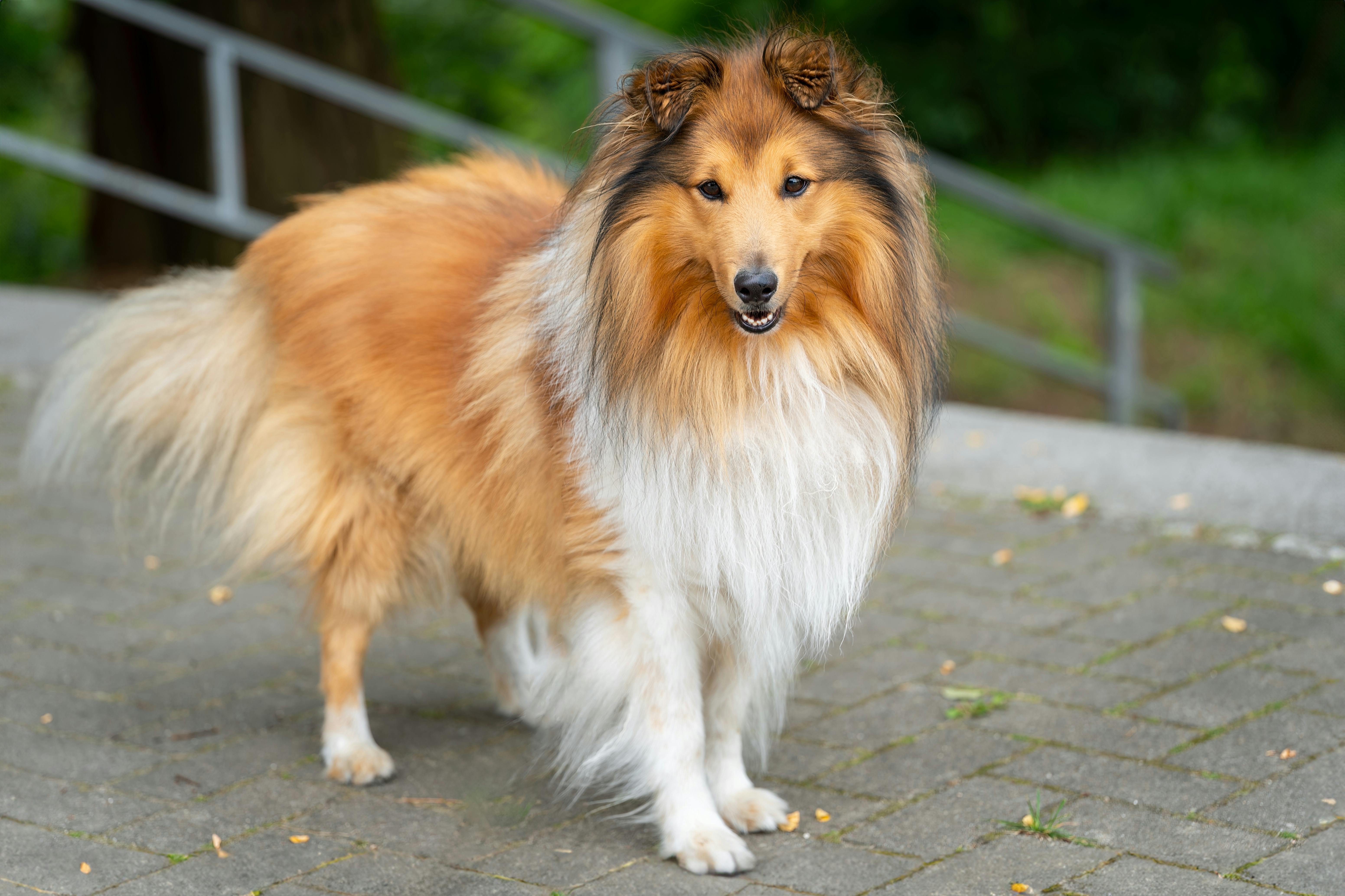 Shetland Sheepdog Rassehund · Free