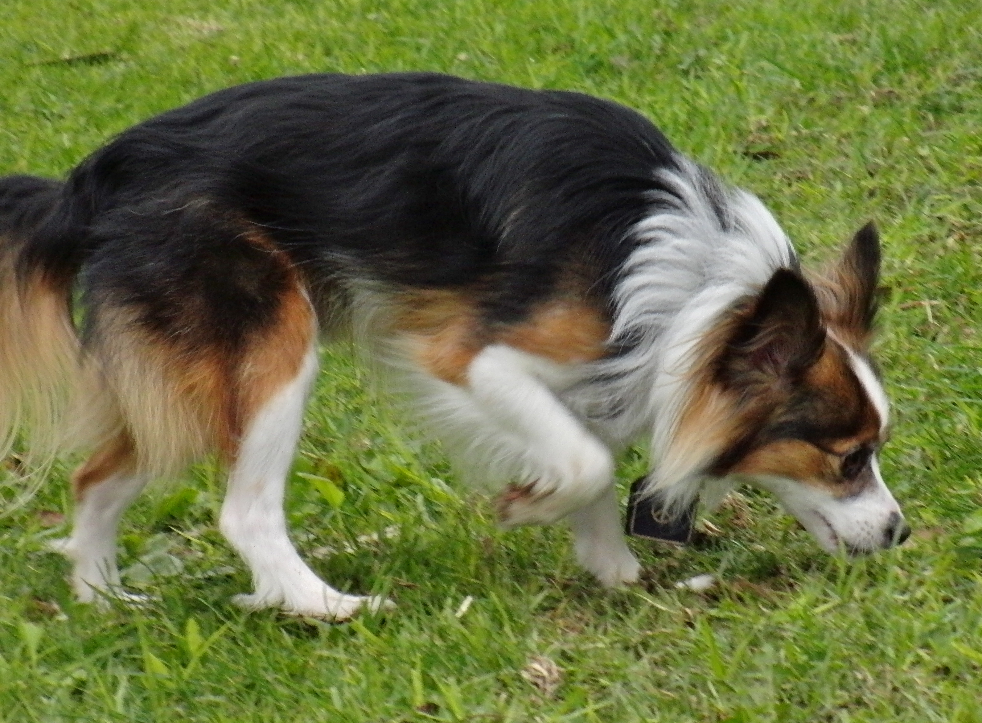 Shetland Sheepdog Papillon Mix