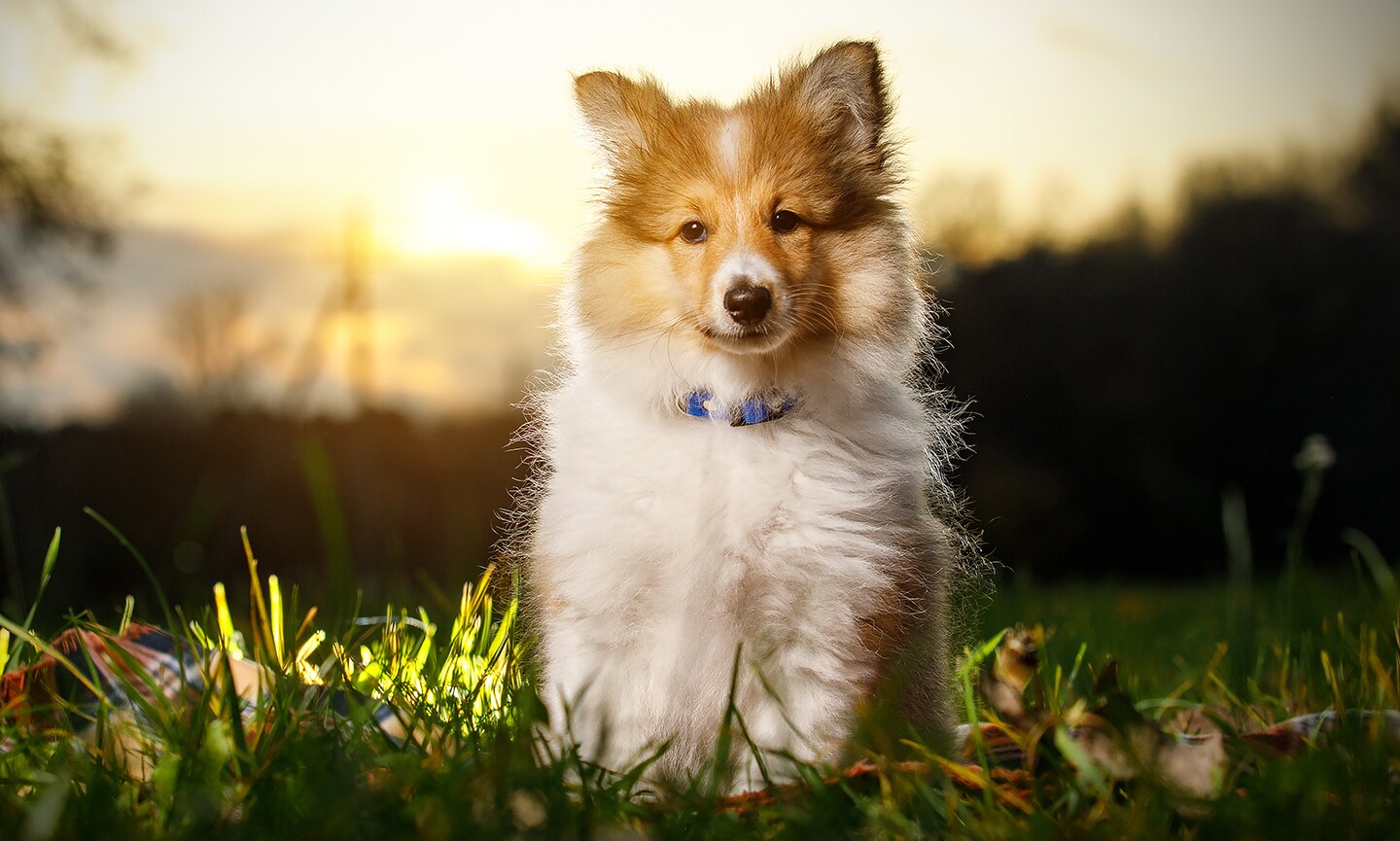 Shetland Sheepdog Breed