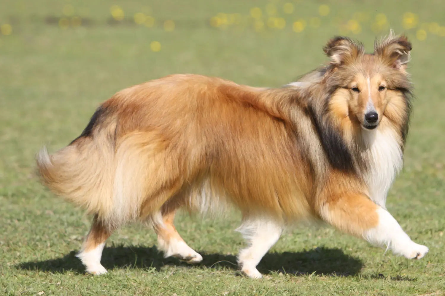 Shetland online sheepdog image